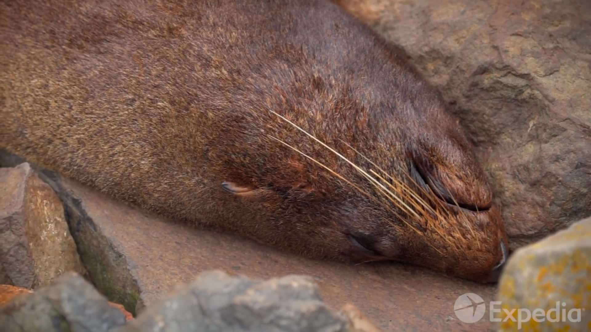 Otago Peninsula: A haven for wildlife and scenic beauty