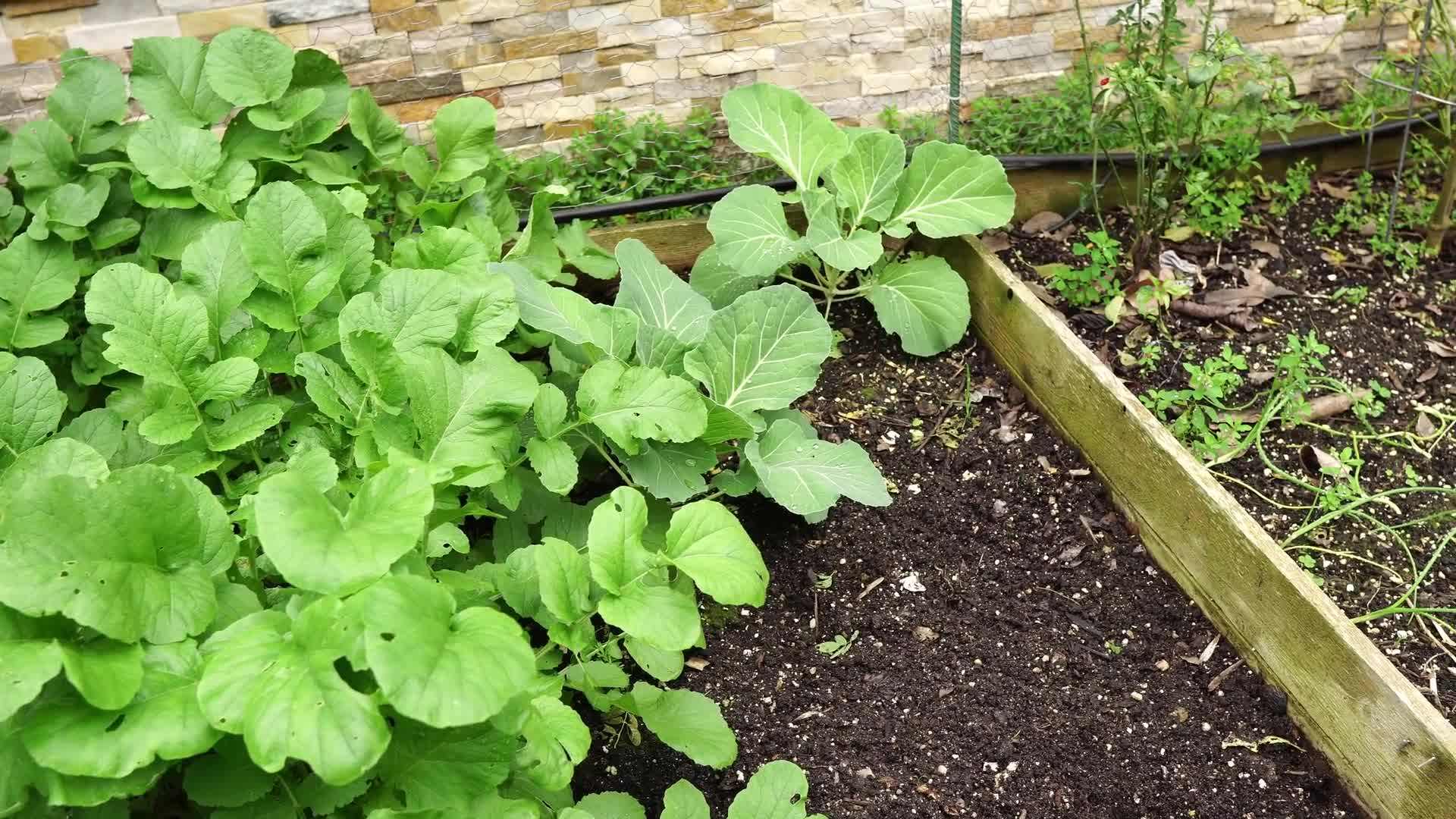 December Garden in Full Bloom