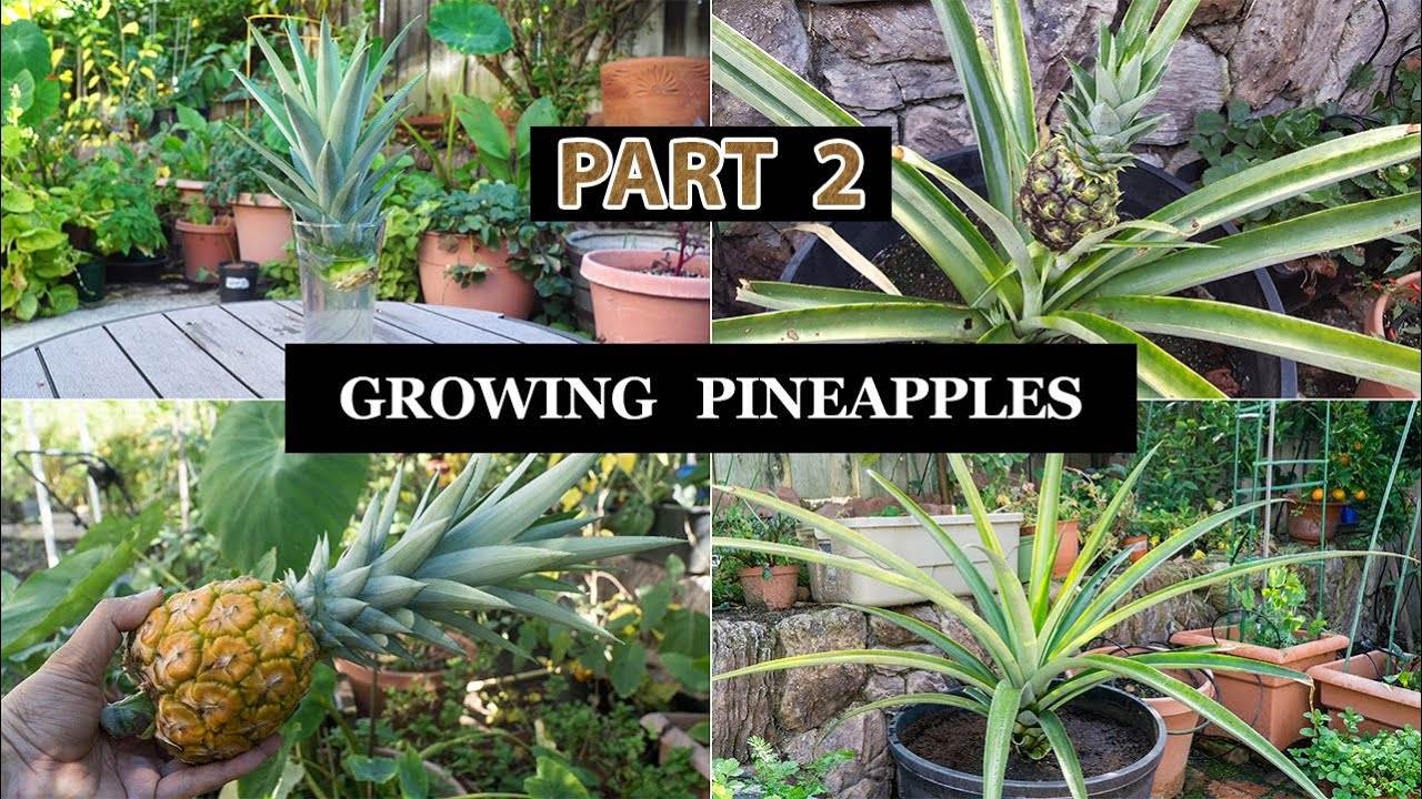 The Joy Of Growing Pineapples: A Comprehensive Guide