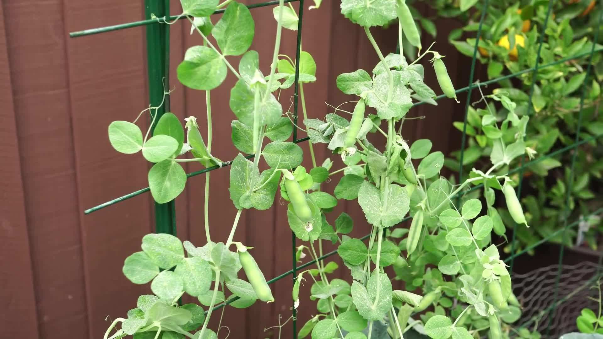 Harvesting Fresh Vegetables from the Garden