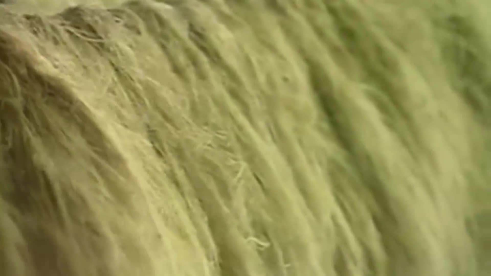 Sustainable hemp production