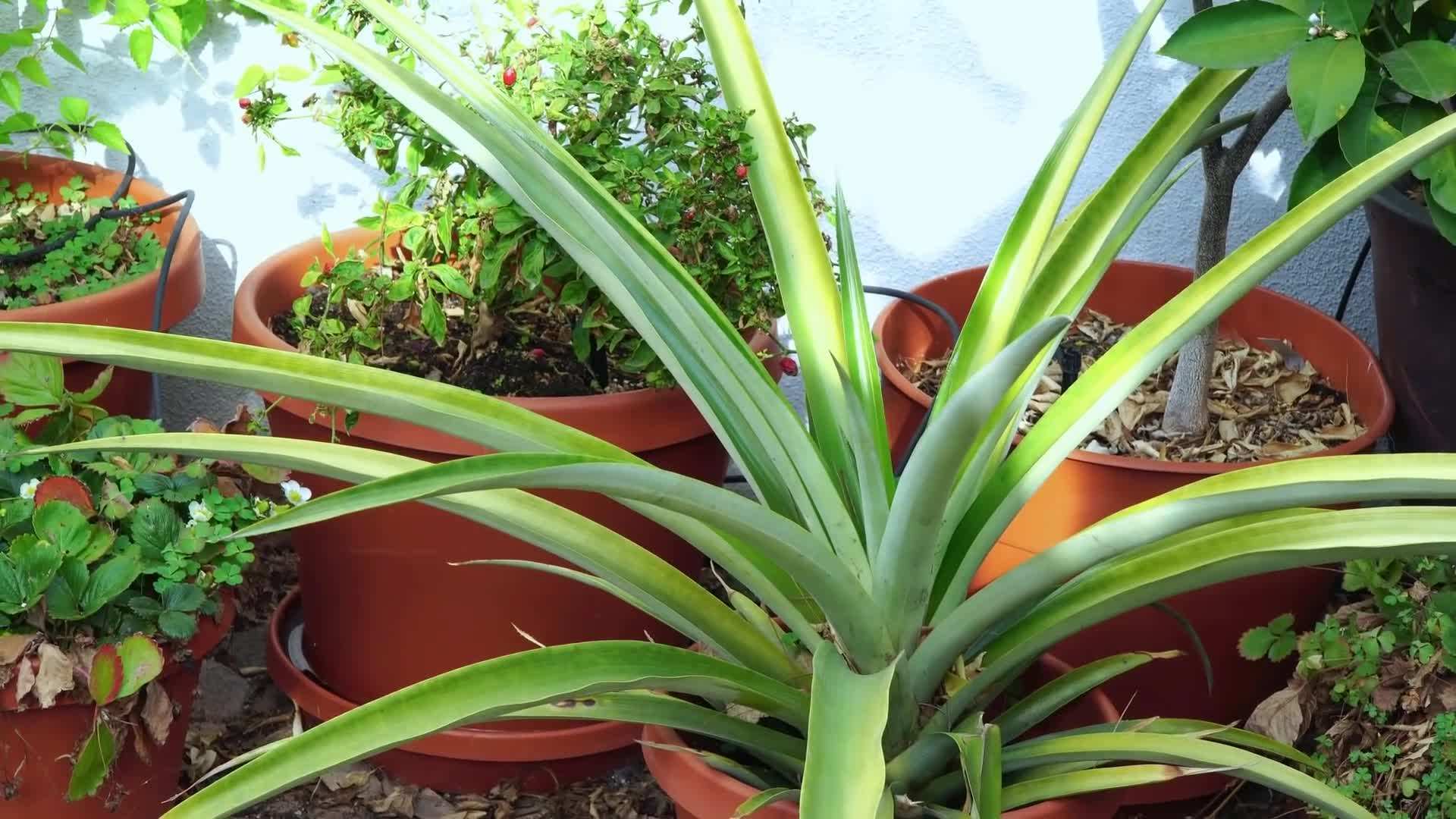 Choosing a healthy mother pineapple