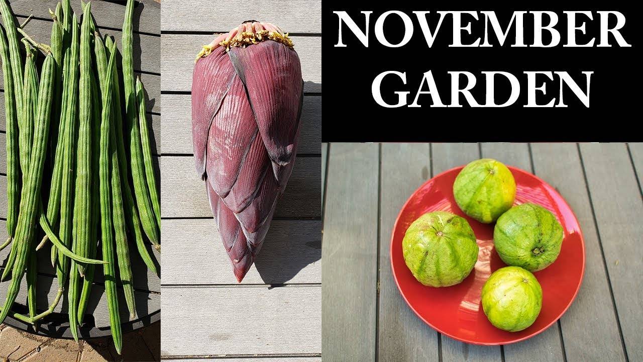 Welcome To The California Garden In November - Gardening Tips, Ideas, Hacks & More!