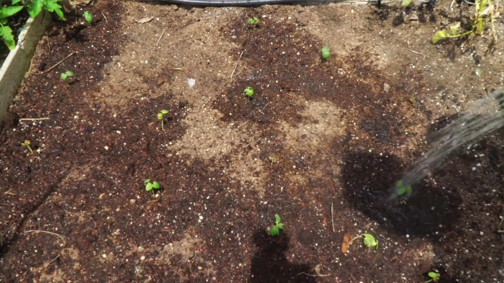 Making a Seed Starting Mix