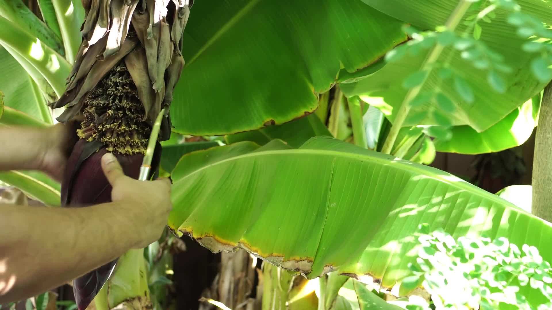 Harvesting Fresh Vegetables