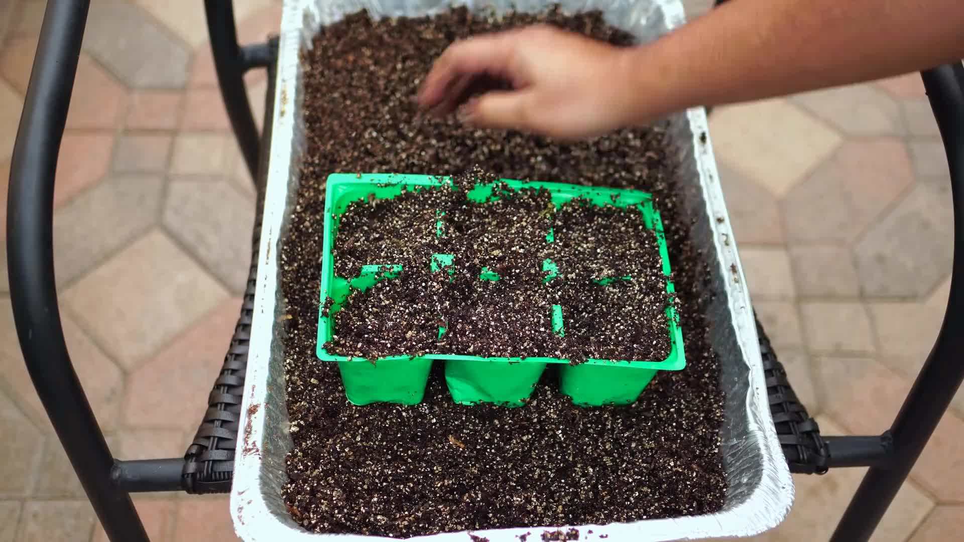 Comparison of Vining and Bush Cucumbers