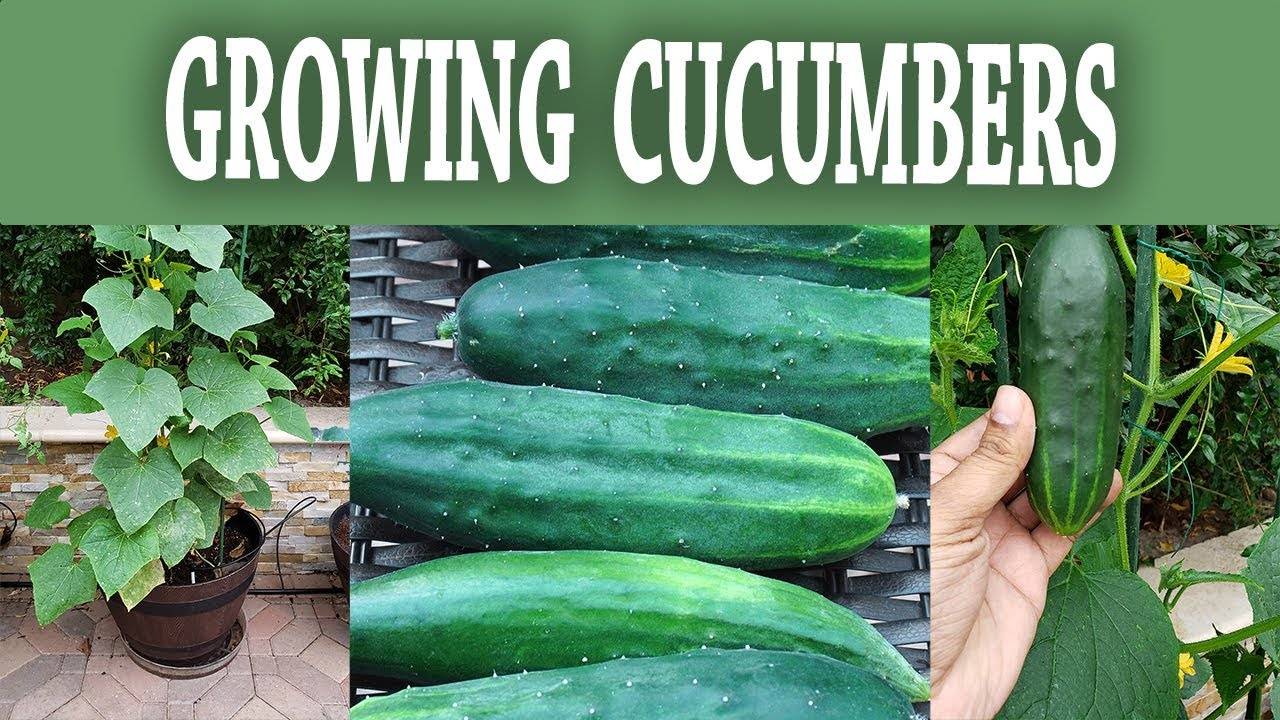 How to Grow Compact Bush Slicer Cucumbers: A Comprehensive Guide