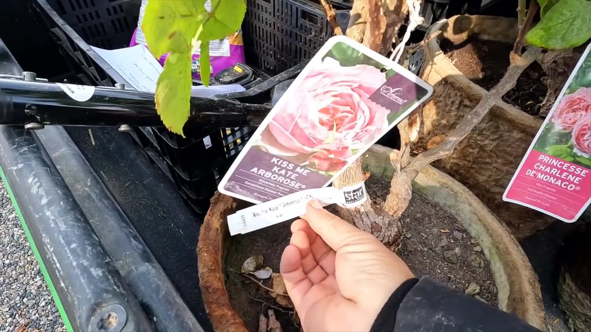 Ensure the bud union of the rose is level with or slightly above the soil surface