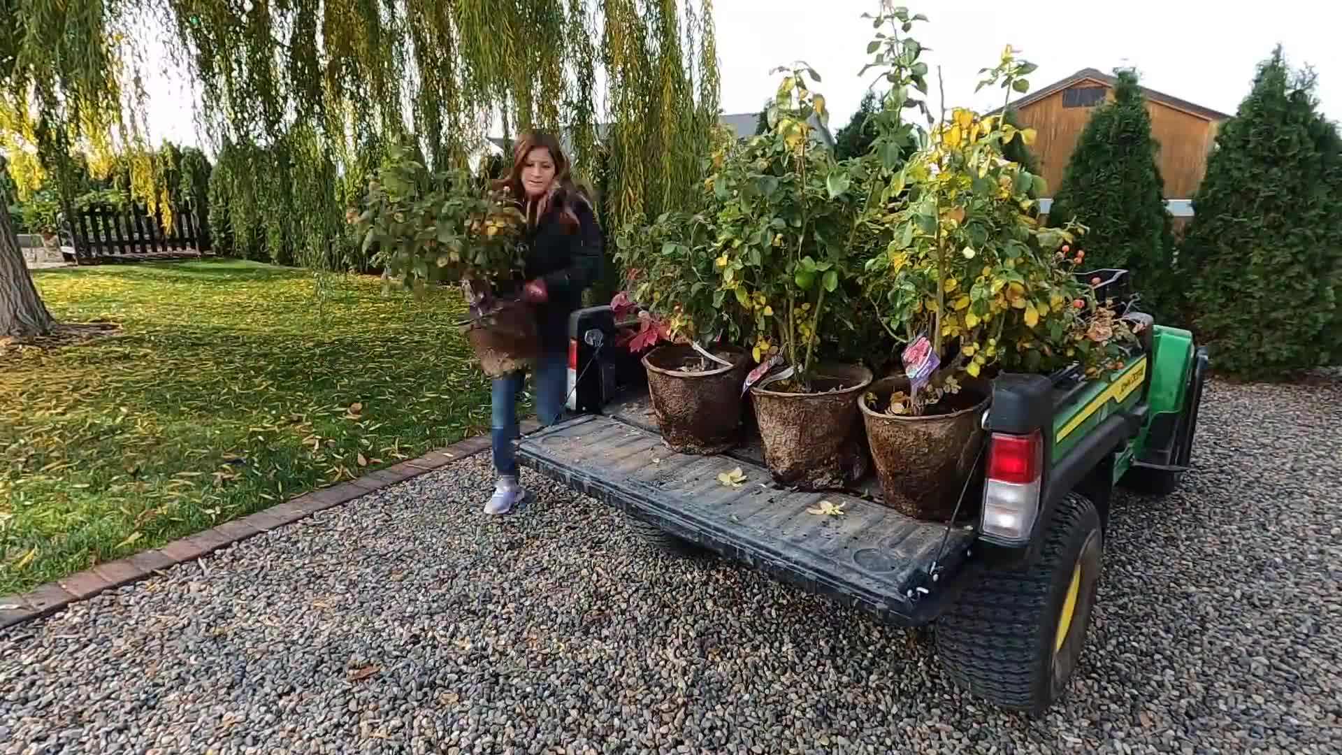 Loosen the soil with a garden fork or tiller before planting