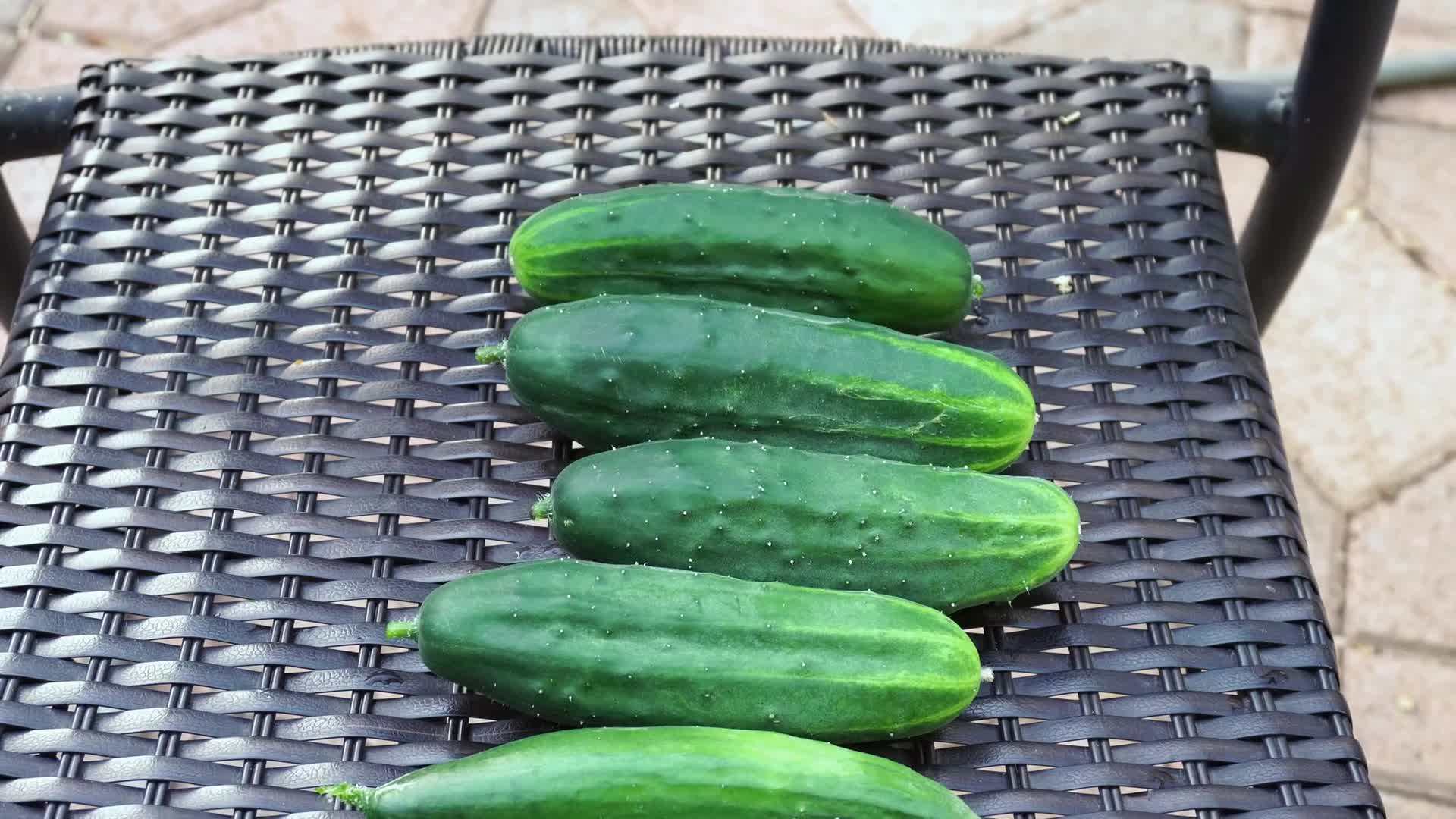 Compact Bush Slicer Cucumber Variety