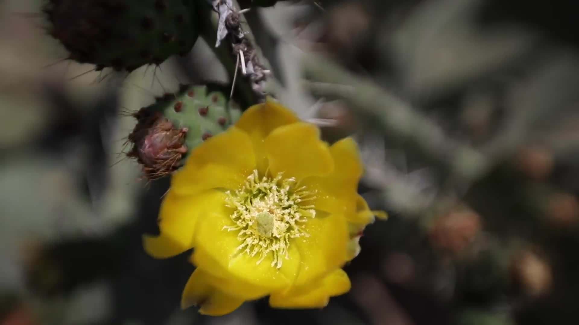 Traditional Berber Dance