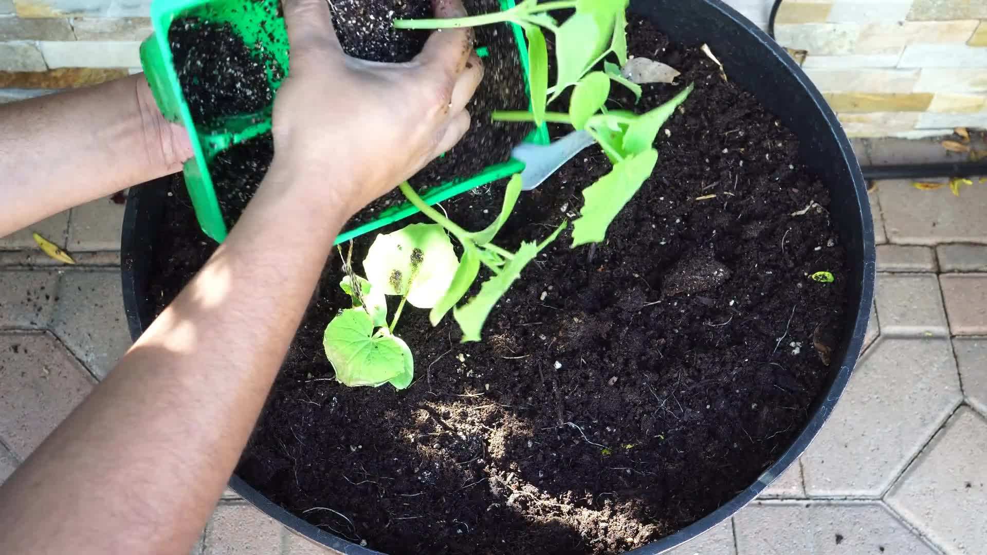 Choosing the Right Container for Bush Cucumbers