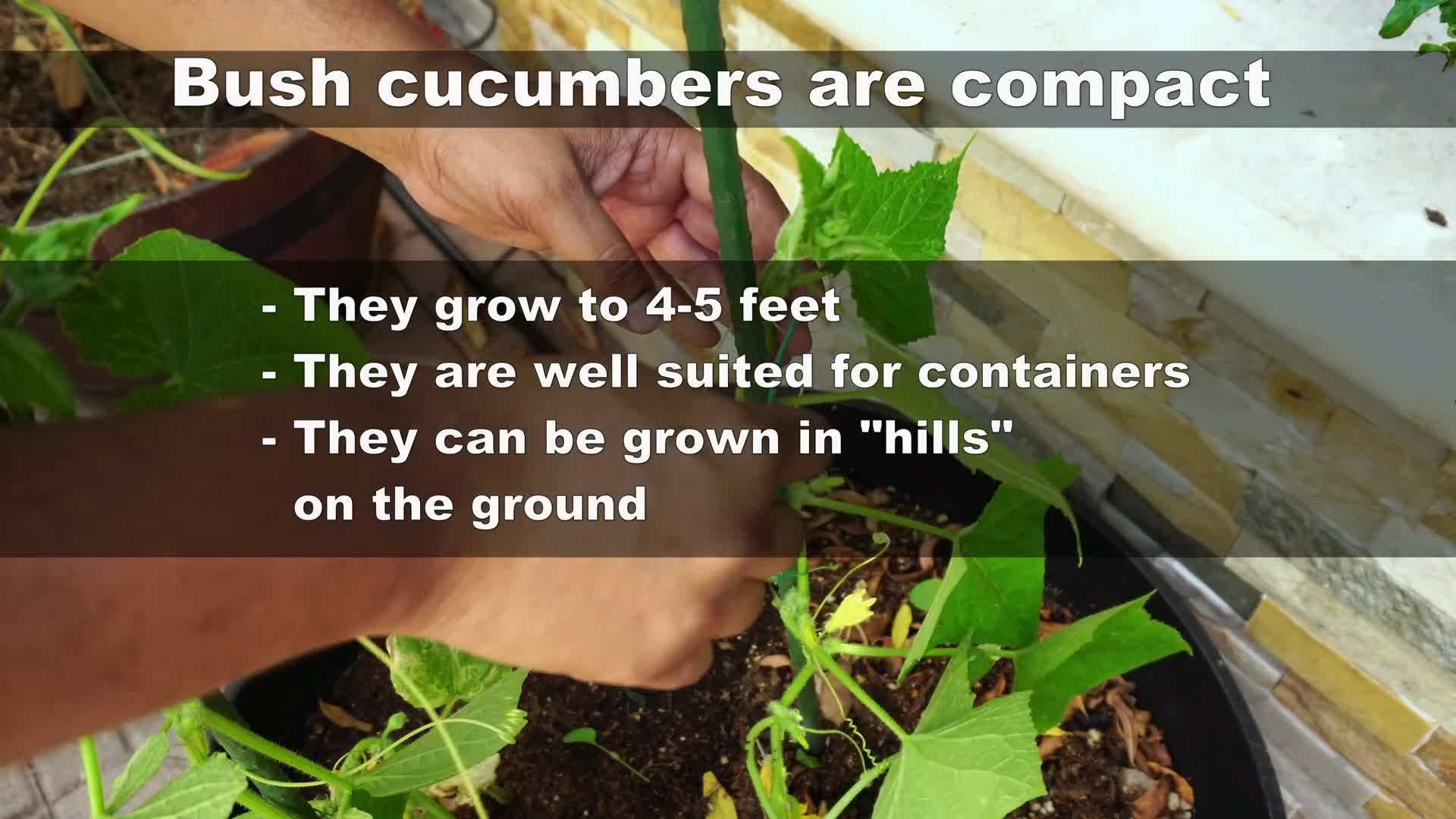 Planting Compact Bush Slicer Cucumbers