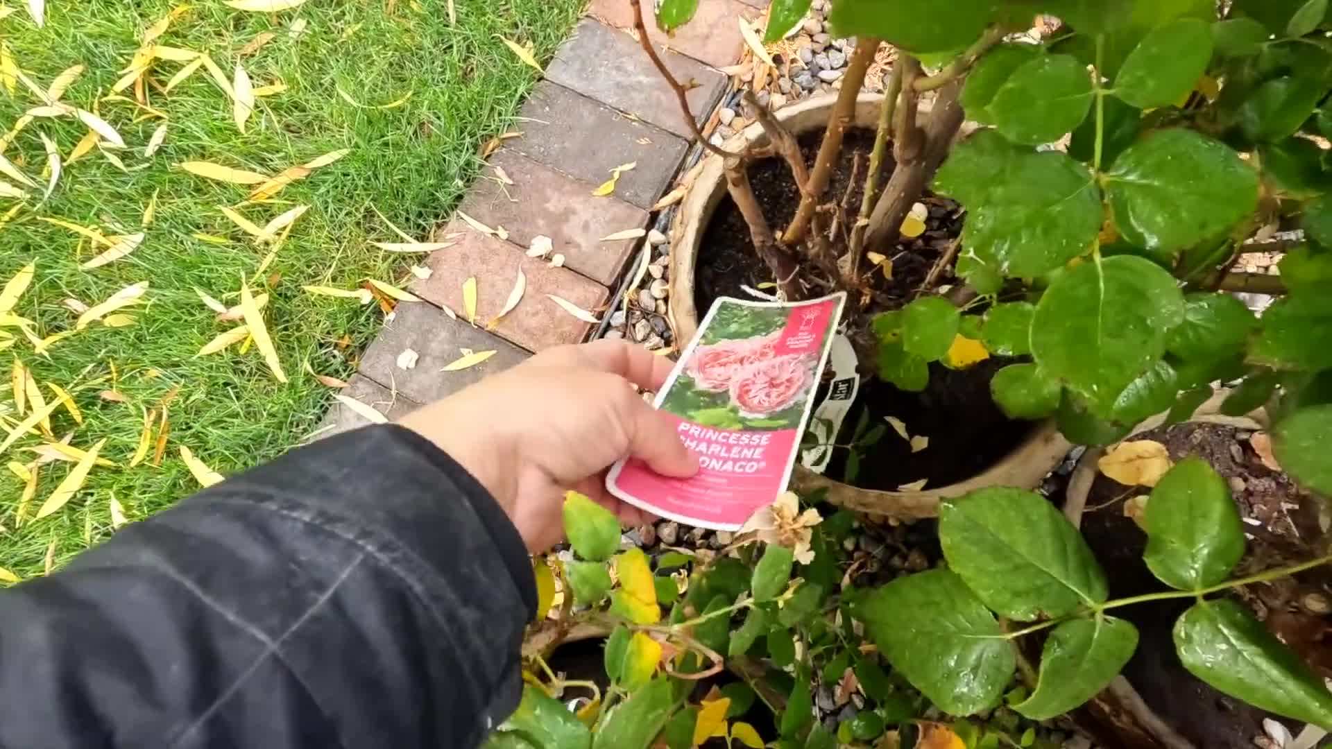 Avoid planting roses or peonies near trees or large shrubs