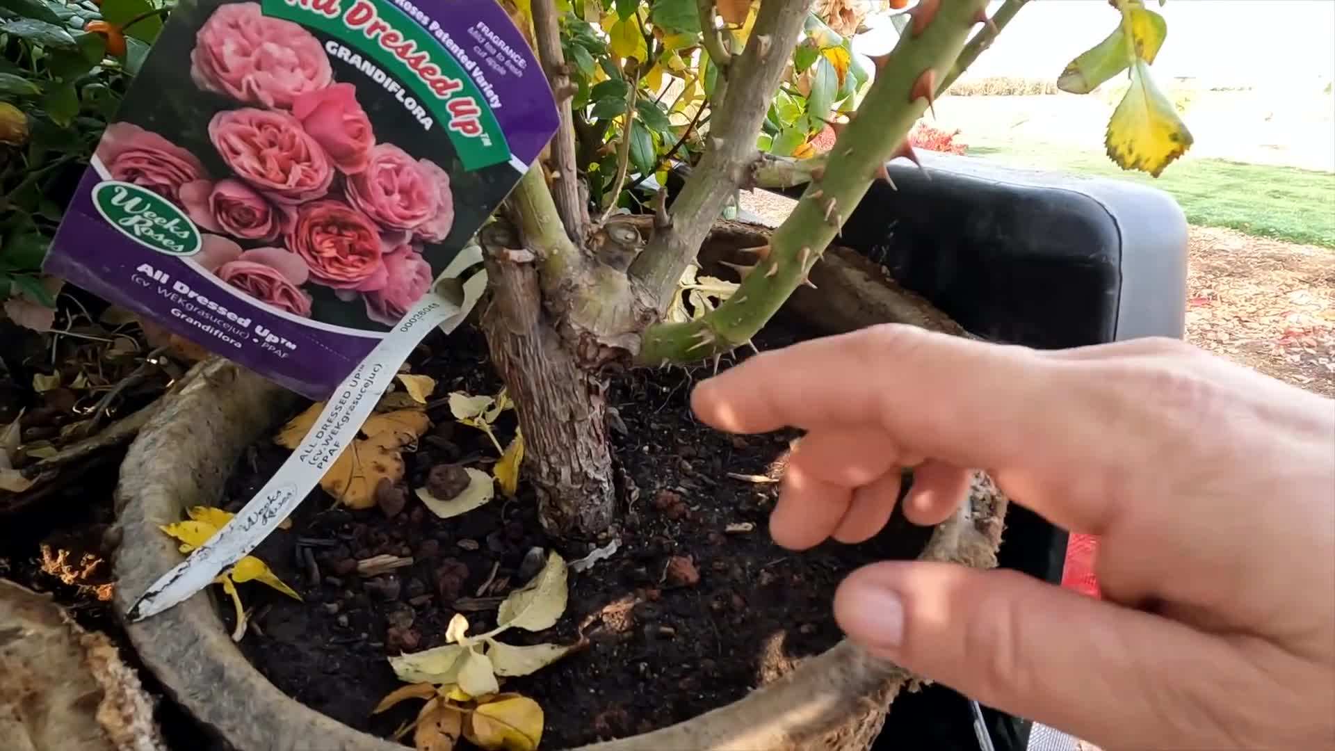 Dig a wide and deep hole for planting roses and peonies