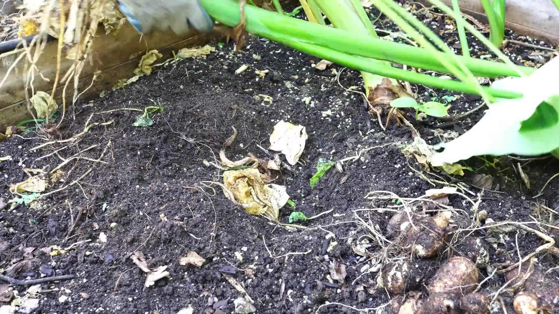 Planting flowers in September