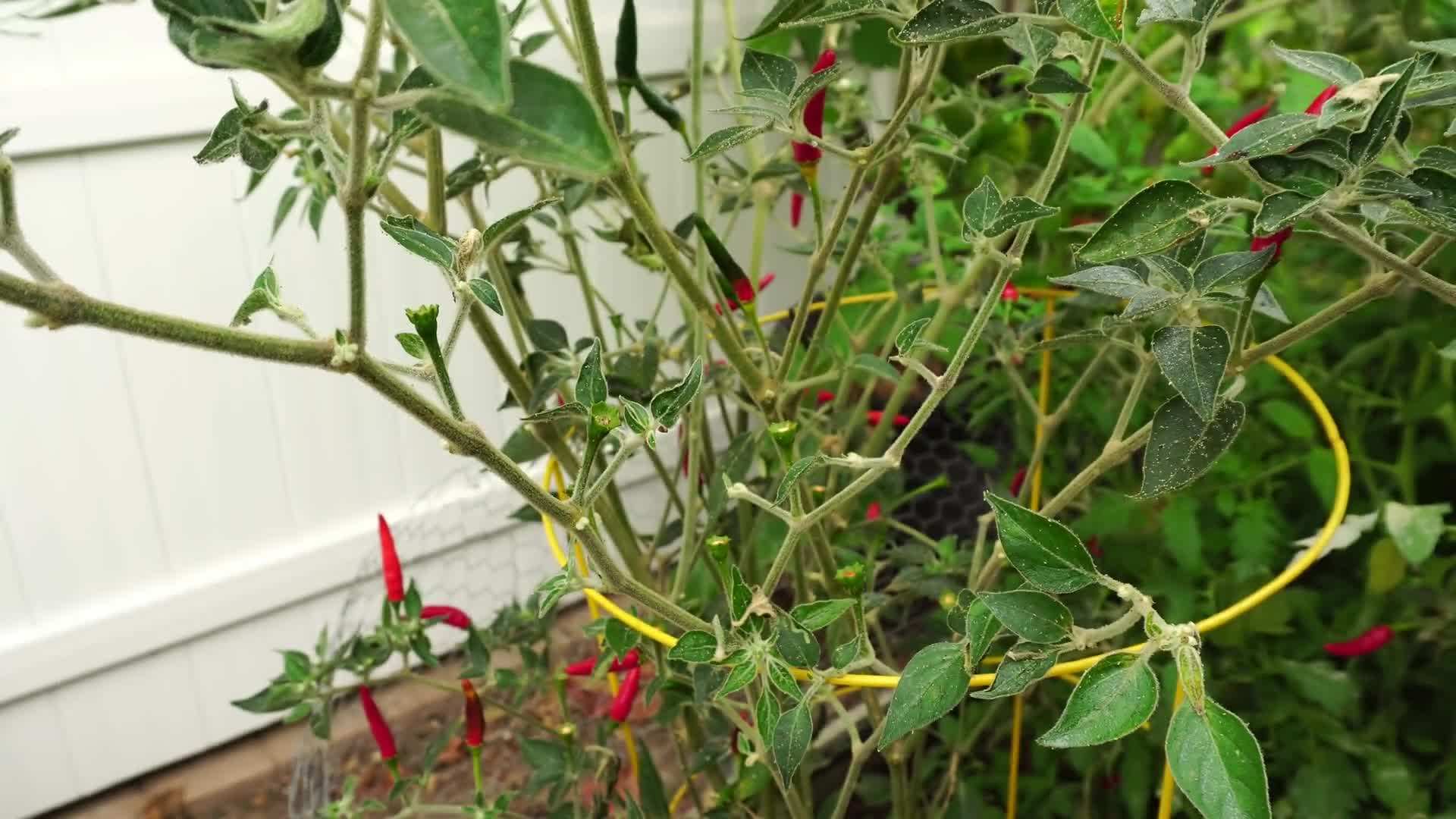 Colorful flower bed in the California Garden
