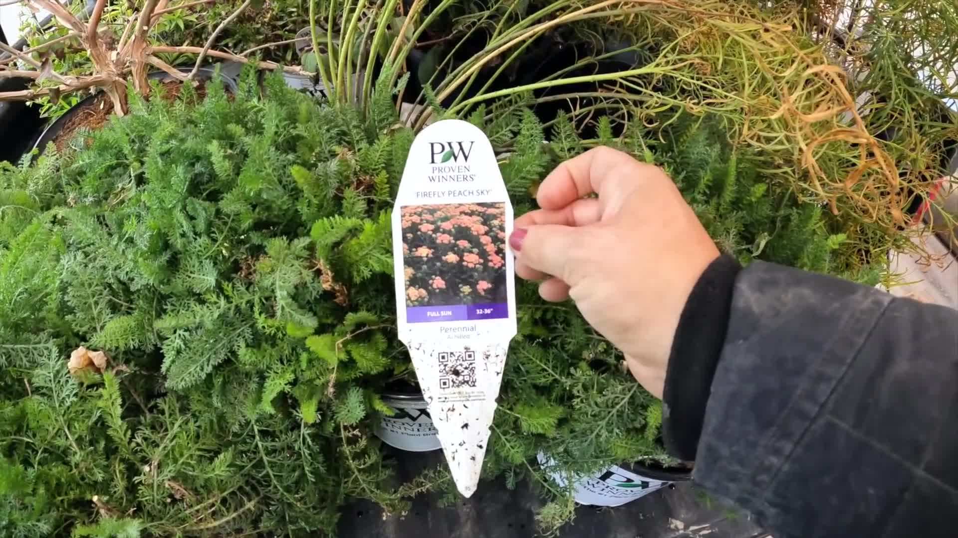 The Firefly Peach Sky Yarrow