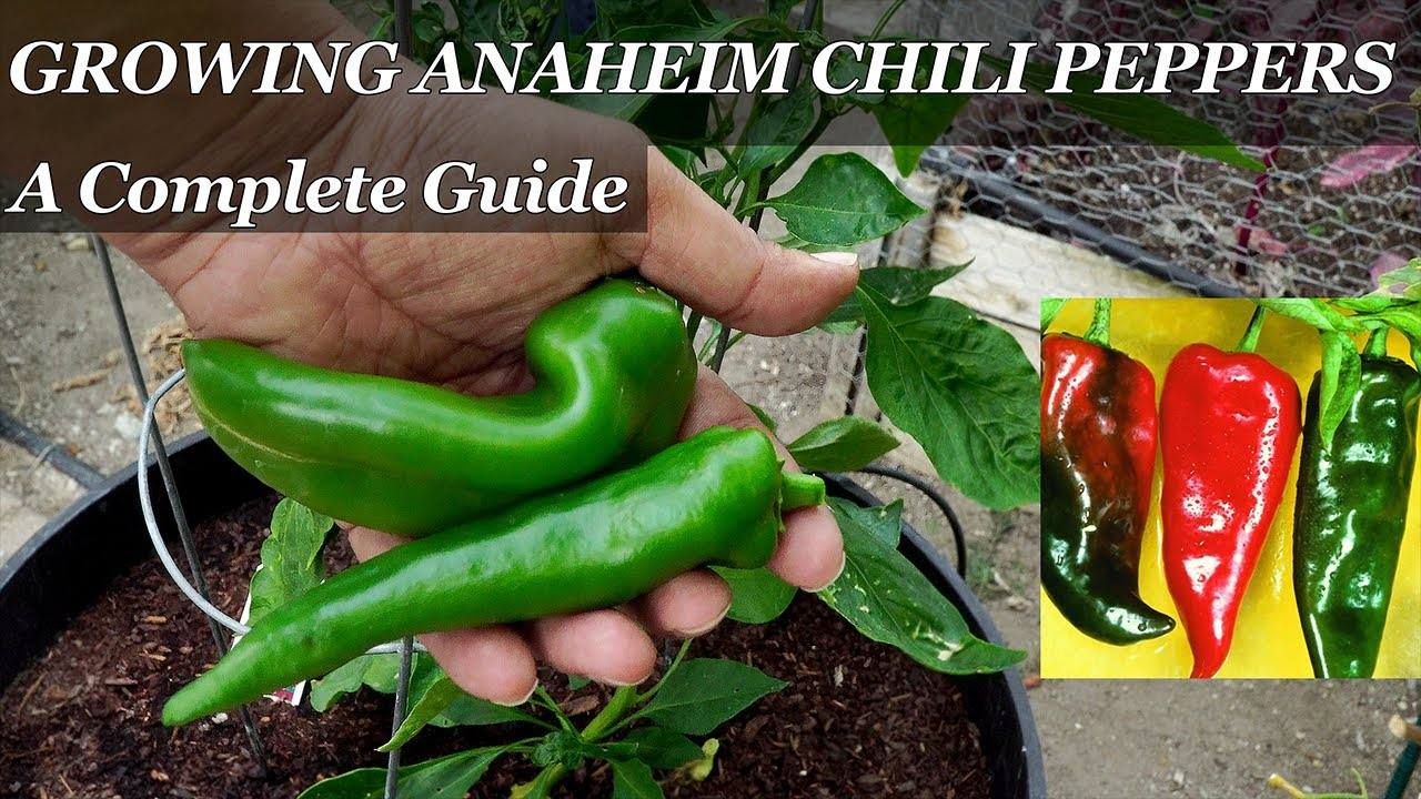 Mastering Anaheim Chili Peppers: A Comprehensive Guide to Growing Anaheim, New Mexico, and California Chilies