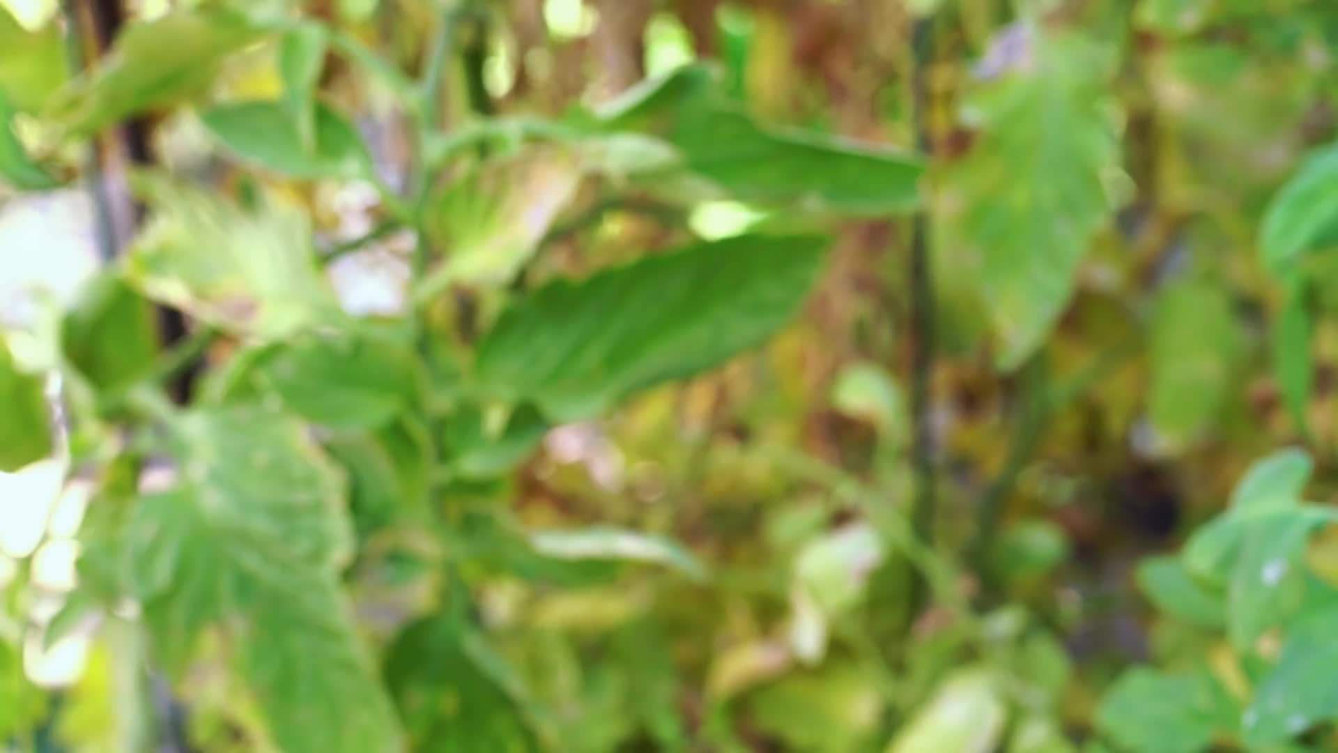 Harvesting vegetables in September