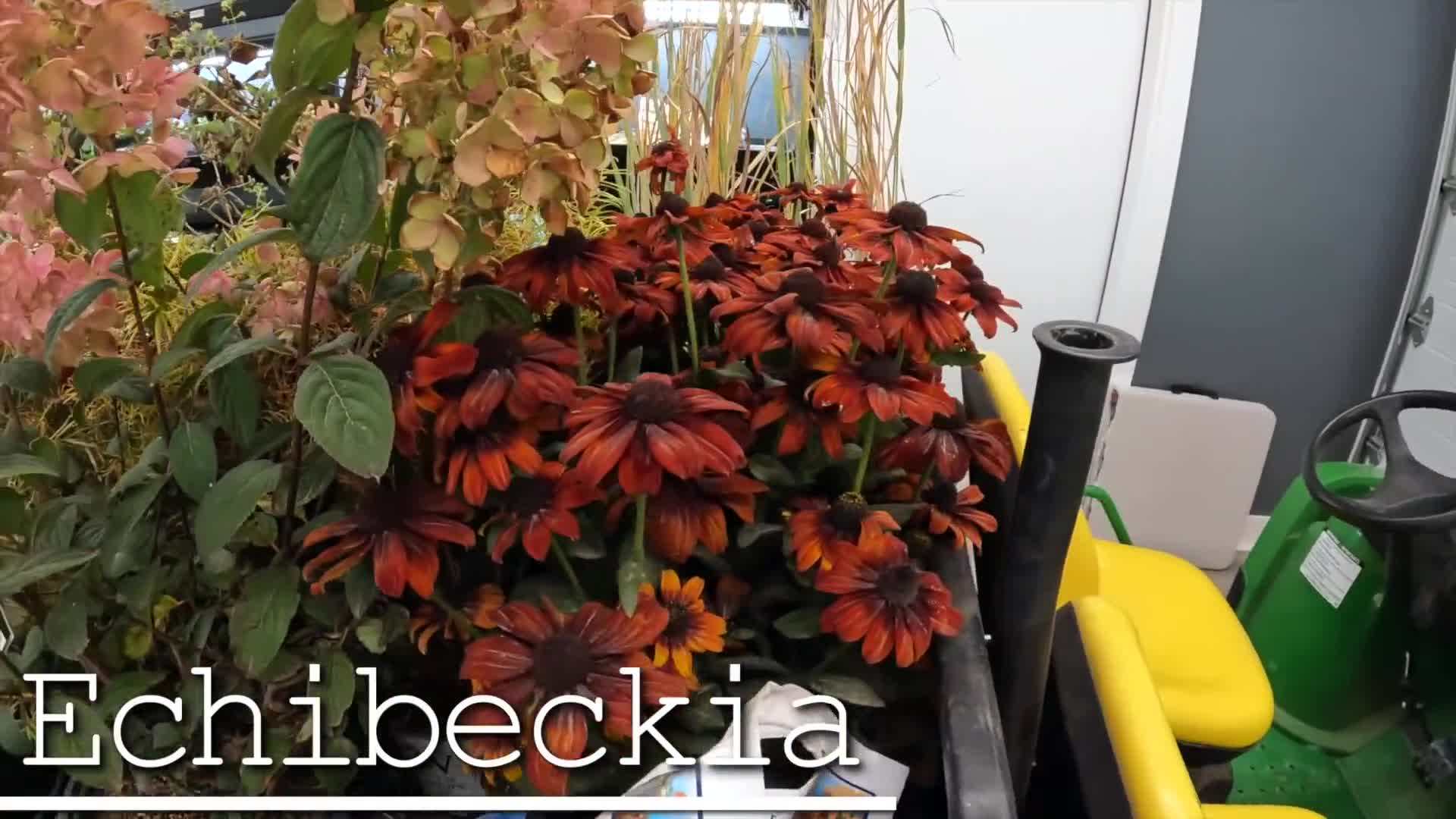 Planting the String Theory Blue Star Amsonia