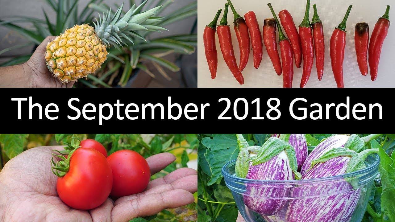 The California Garden in September 2018: Tour, Gardening Tips & More!