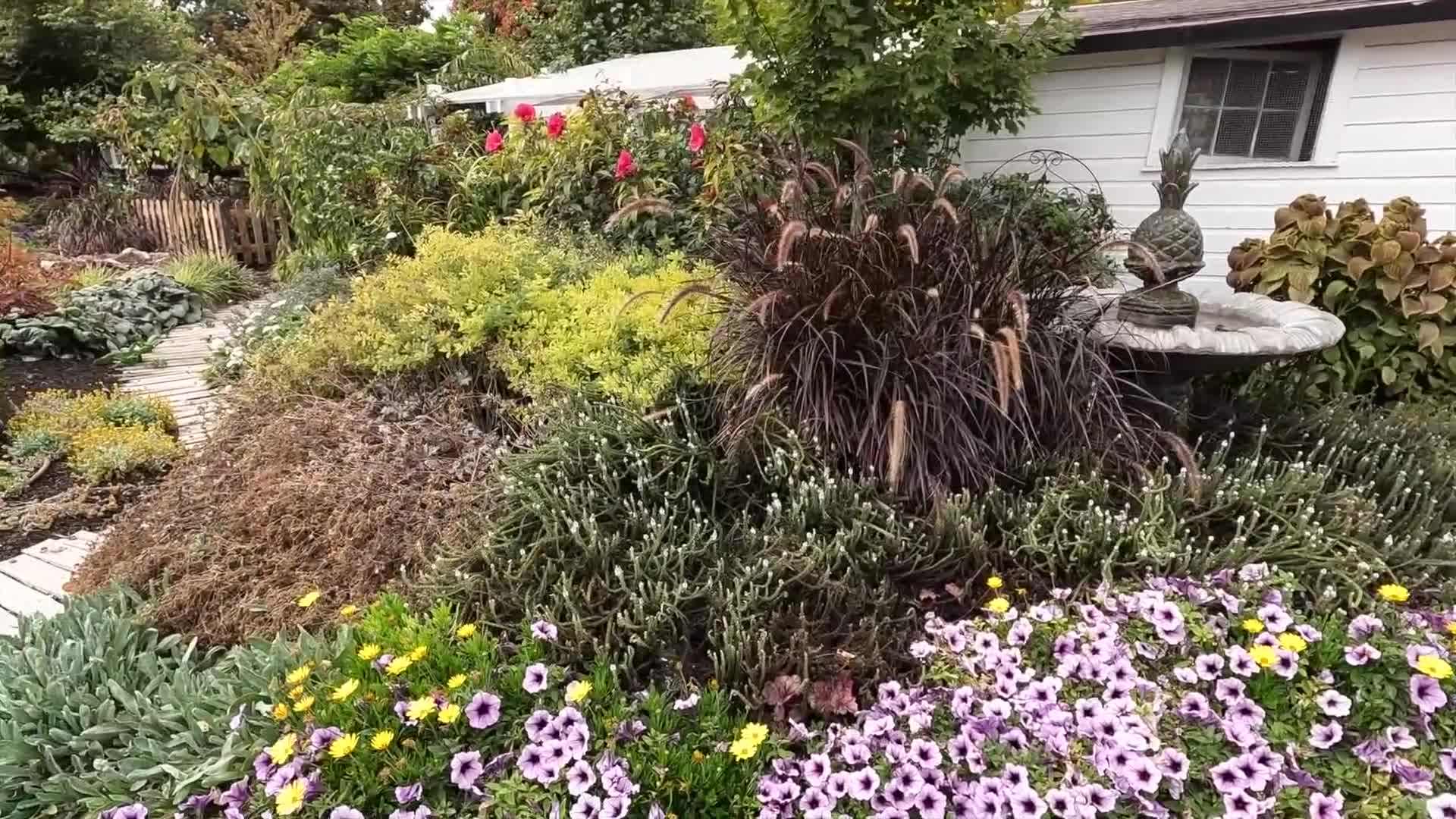 Watering the newly transplanted boxwoods