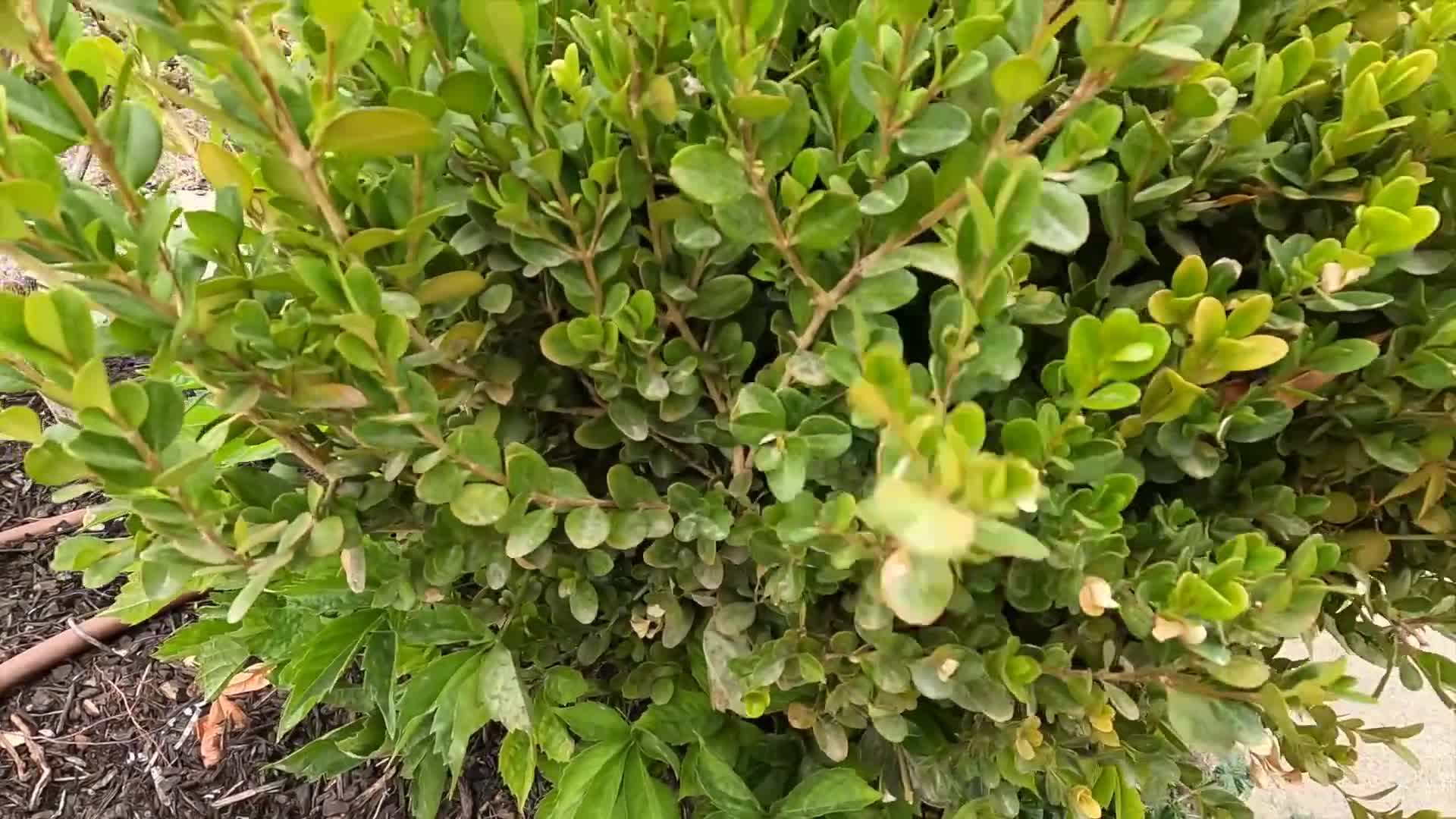 Digging the hole for transplantation