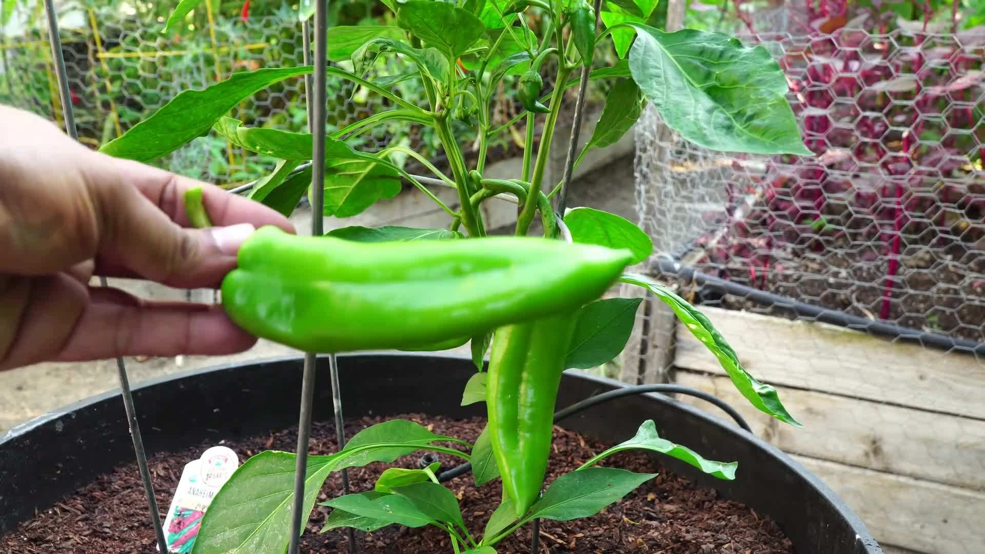 Variety of Anaheim Chili Peppers