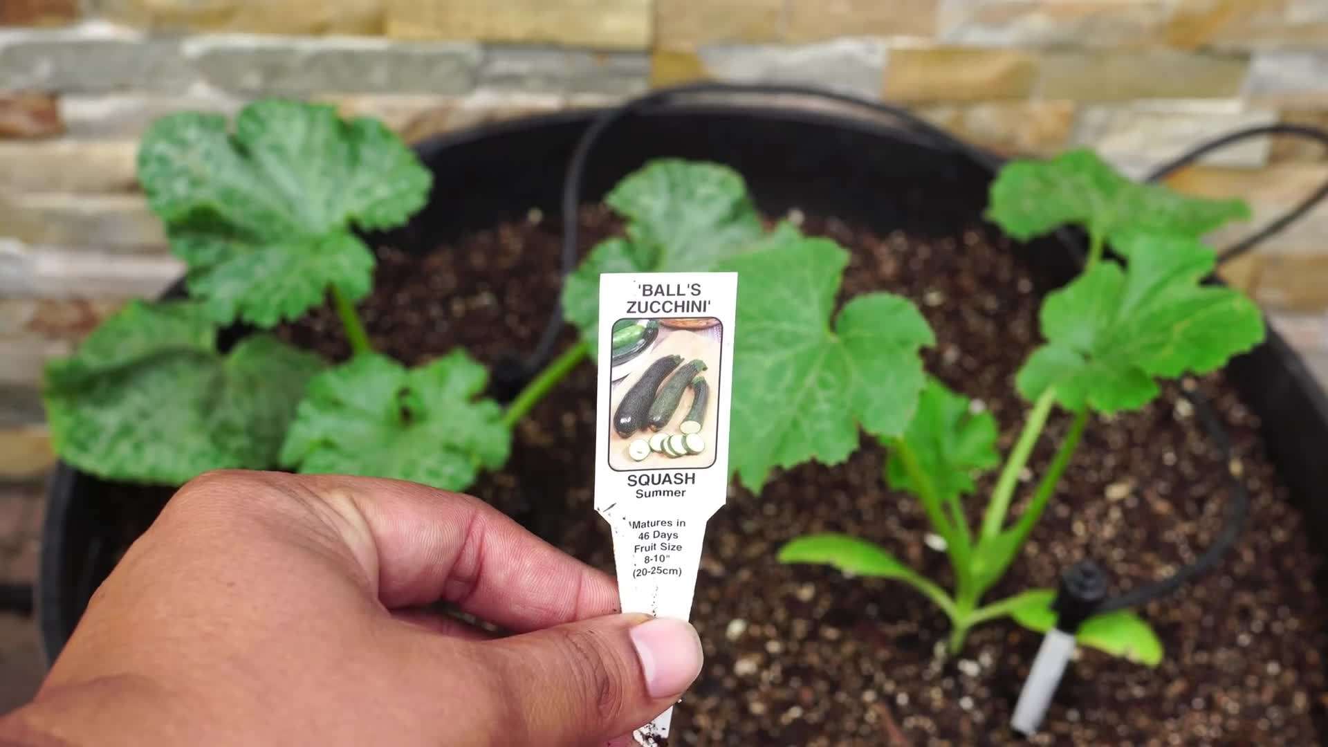 Well-Draining Potting Mix