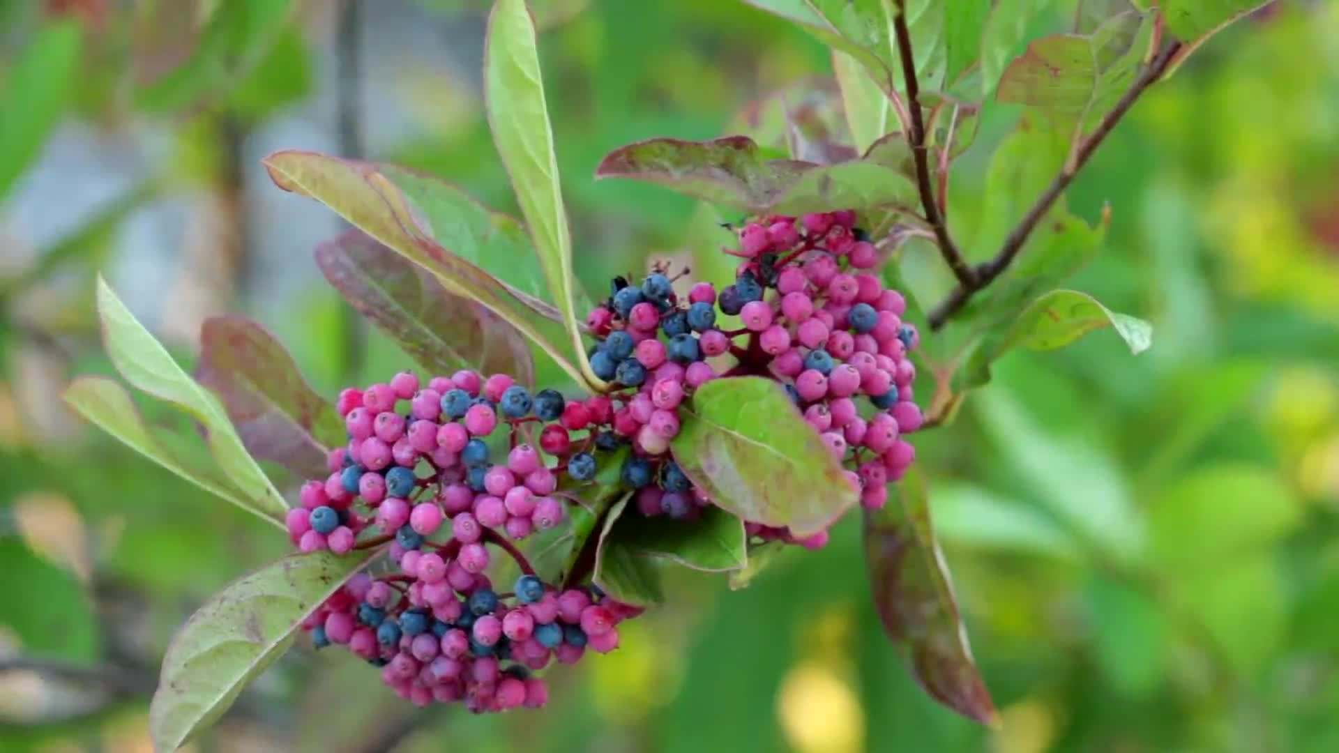Brandywine Viburnum showcasing vibrant red foliage and clusters of red berries