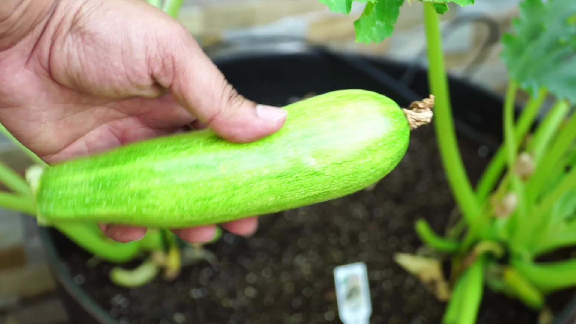 Planting Zucchini Seedling
