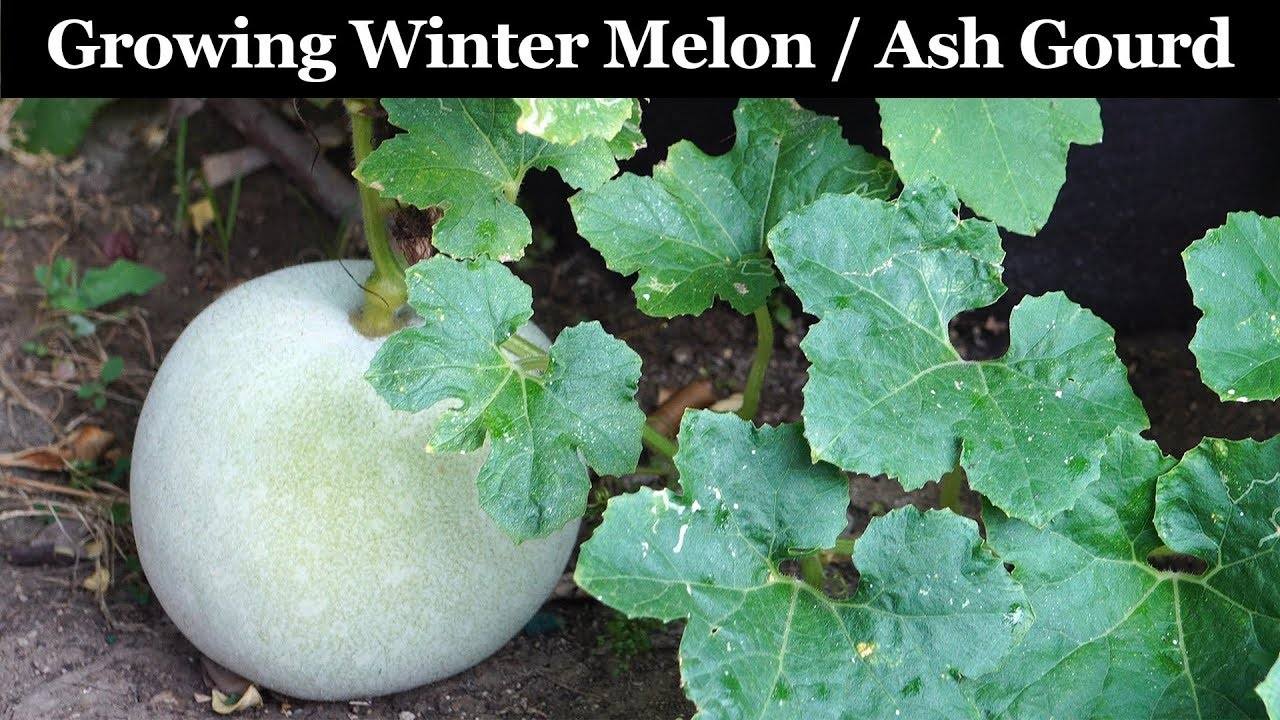 How to Grow Winter Melon or Ash Gourd: A Comprehensive Guide