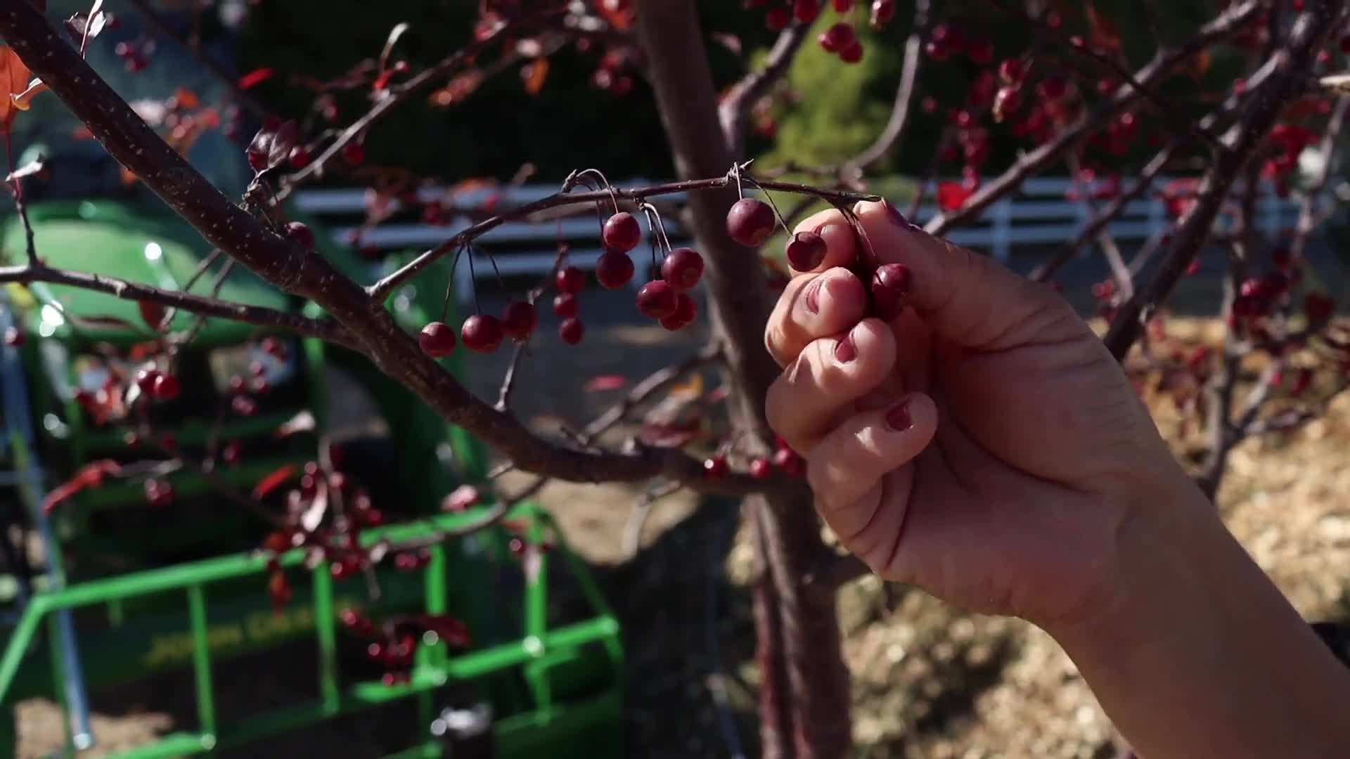 Planting the 'Royal Raindrops' Crabapple Tree