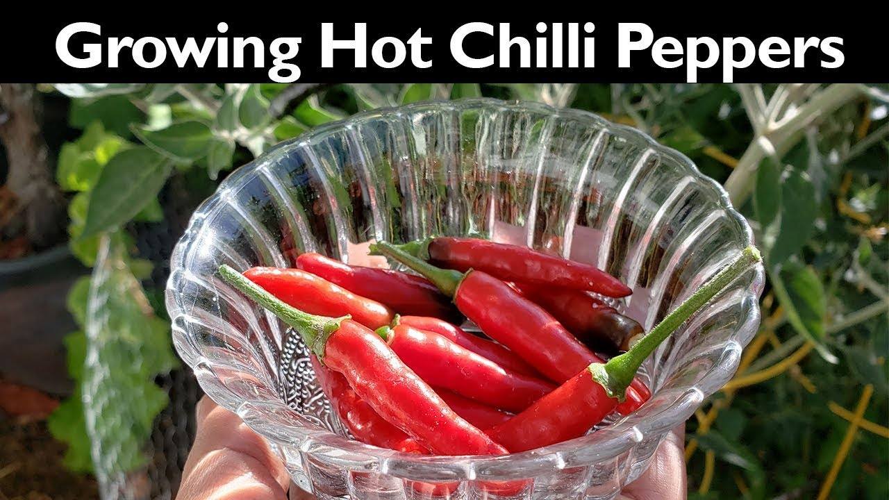 Growing Black Cobra Hot Peppers: A Guide for Home Gardeners