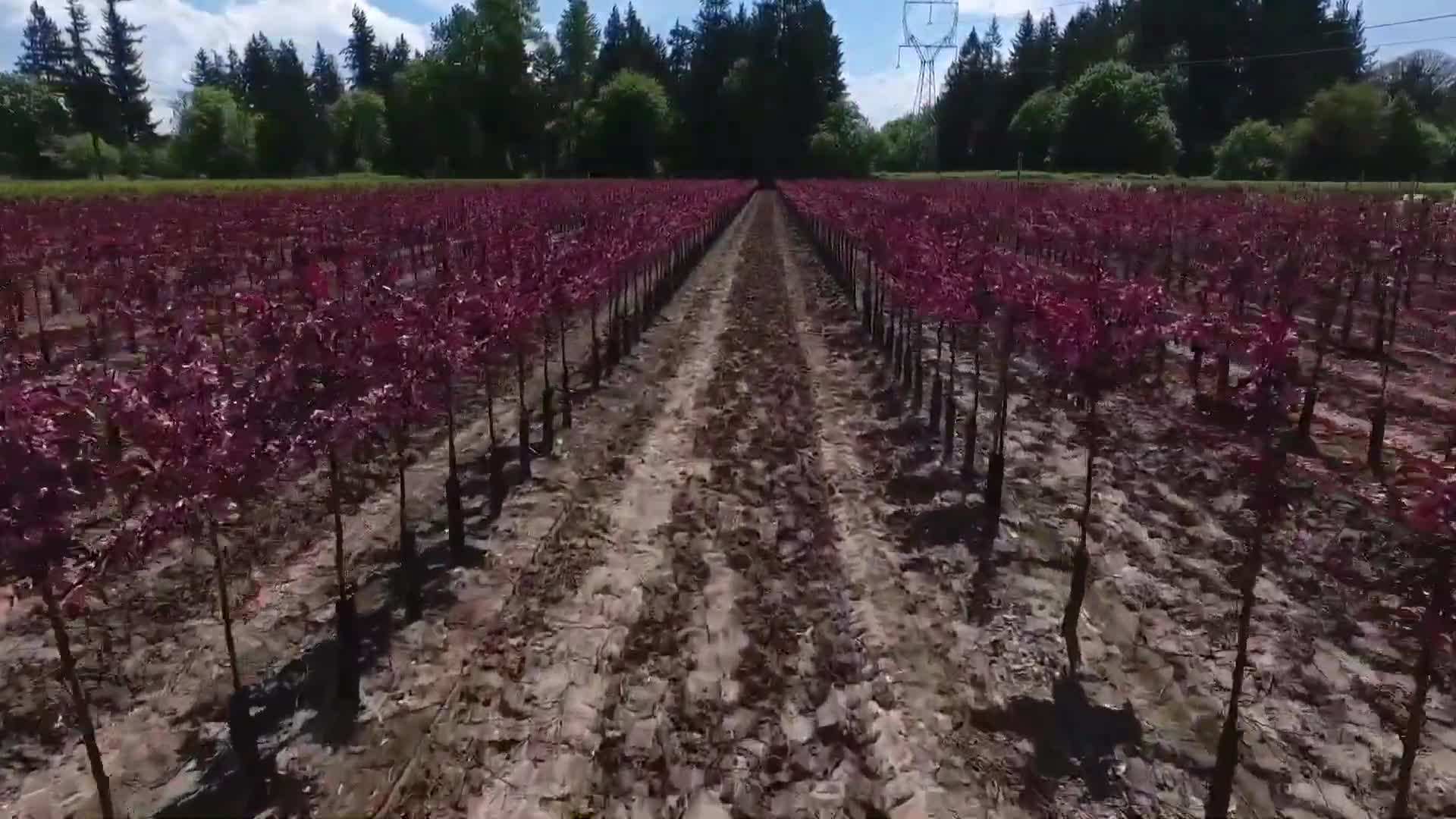 Stunning Dark Purple Foliage of the 'Royal Raindrops' Crabapple Tree