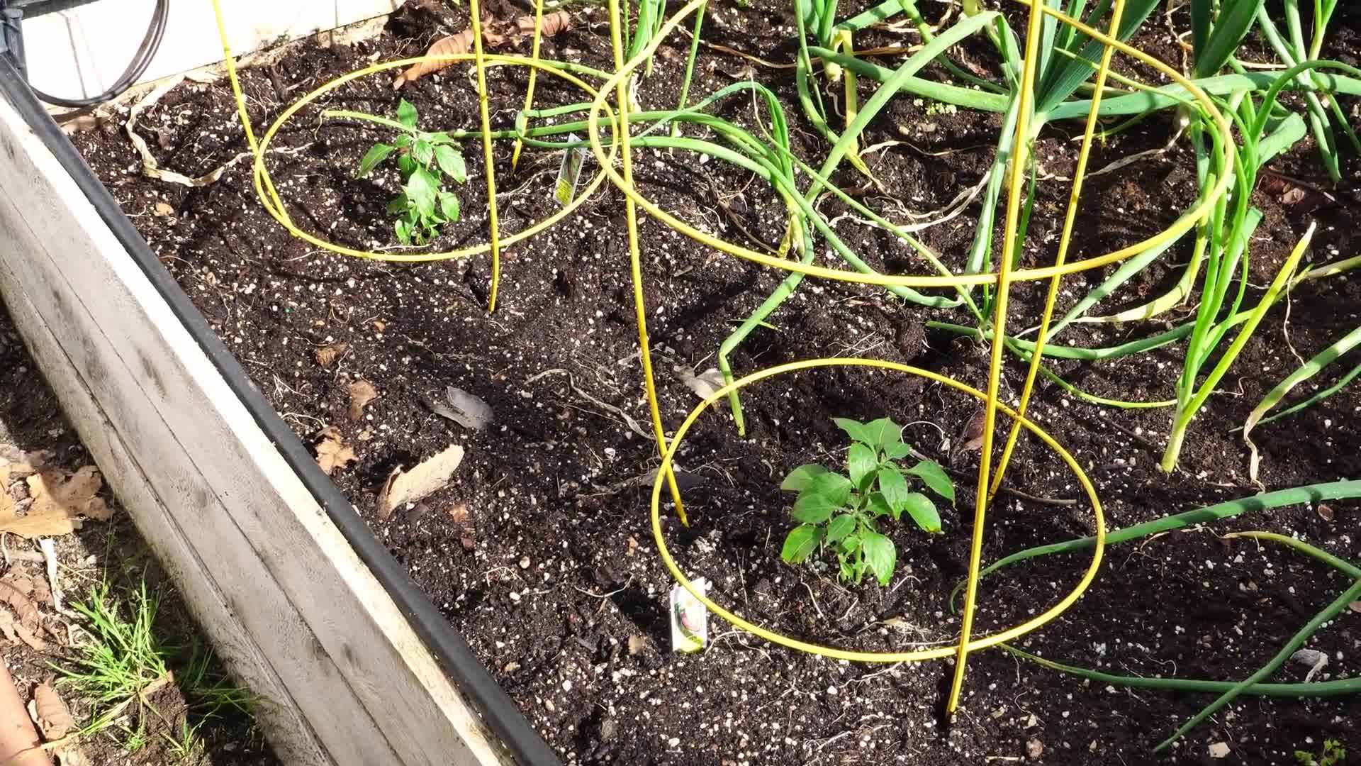 Black Cobra Hot Pepper Seeds