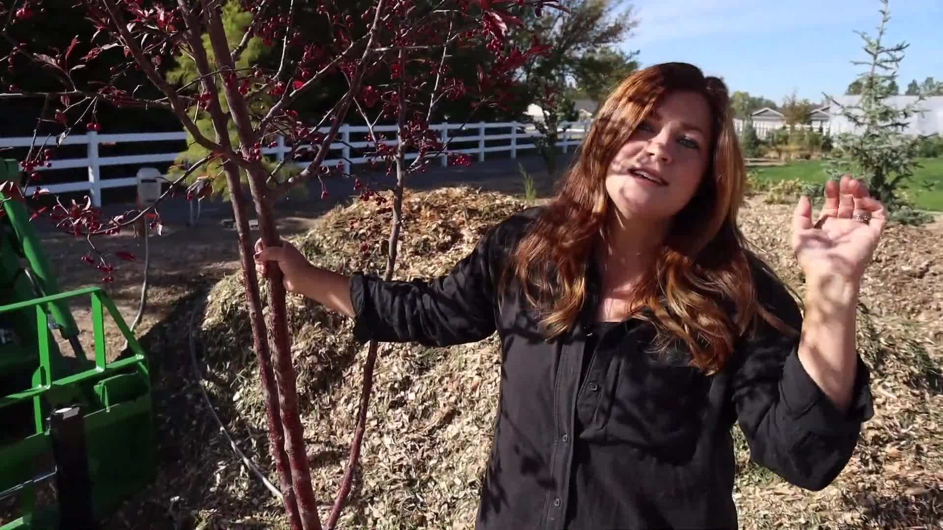 Gorgeous 'Royal Raindrops' Crabapple Tree in Bloom