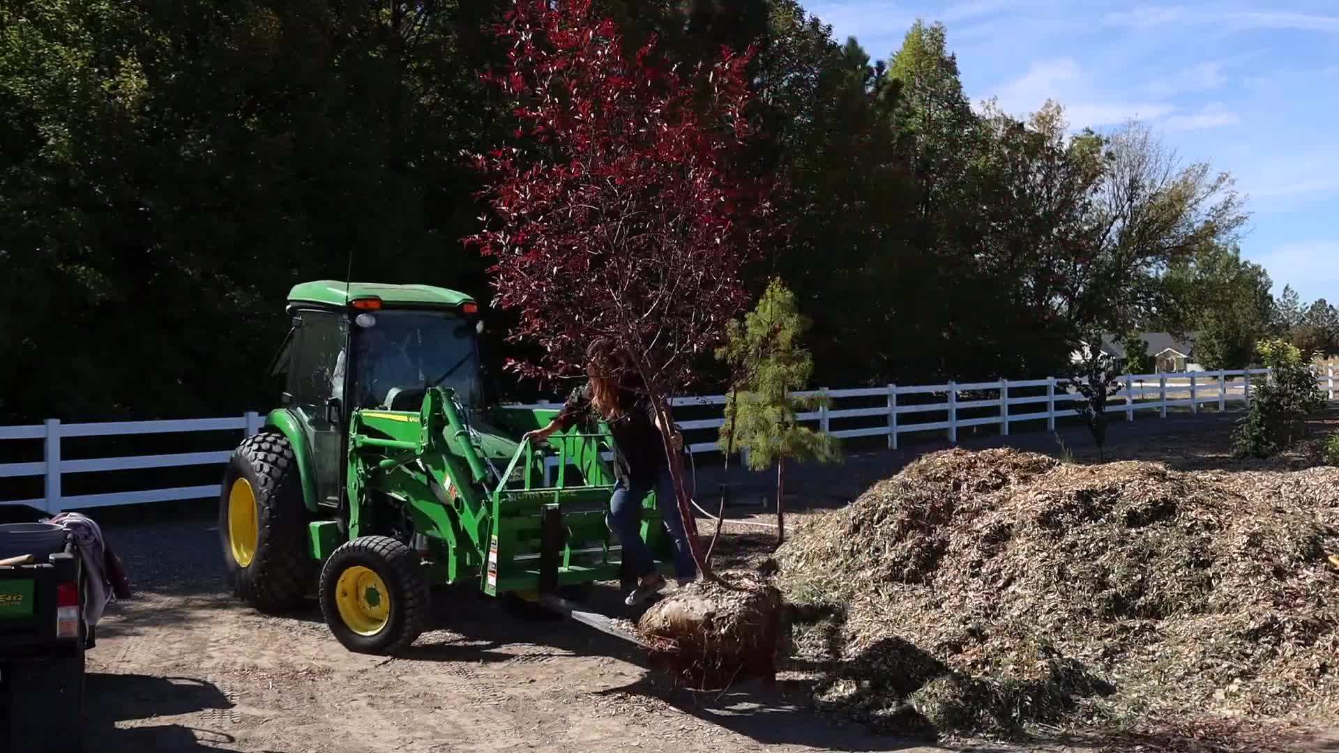 Pruning the 'Royal Raindrops' Crabapple Tree
