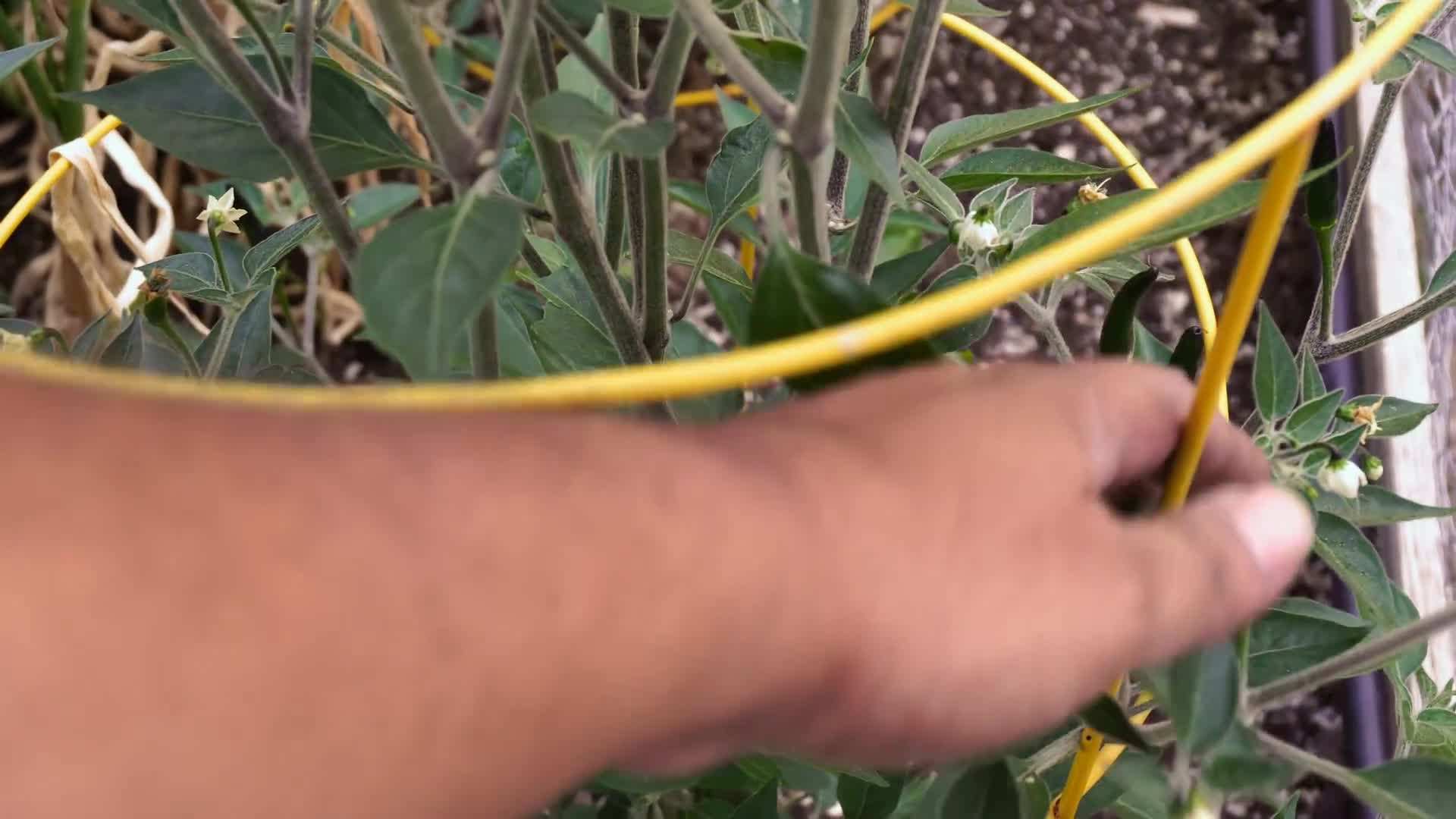 Mulching around Black Cobra Hot Pepper plants