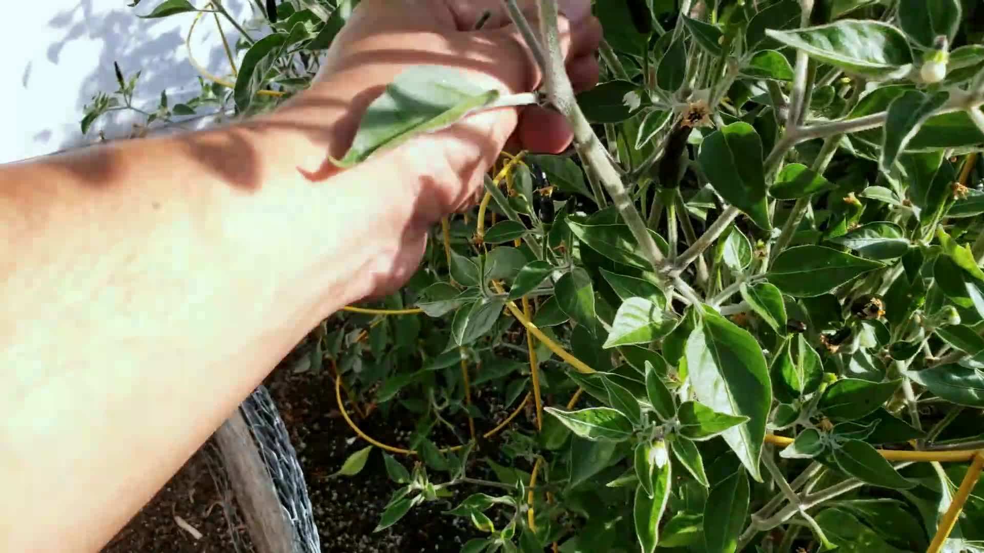 Harvested Black Cobra Hot Peppers