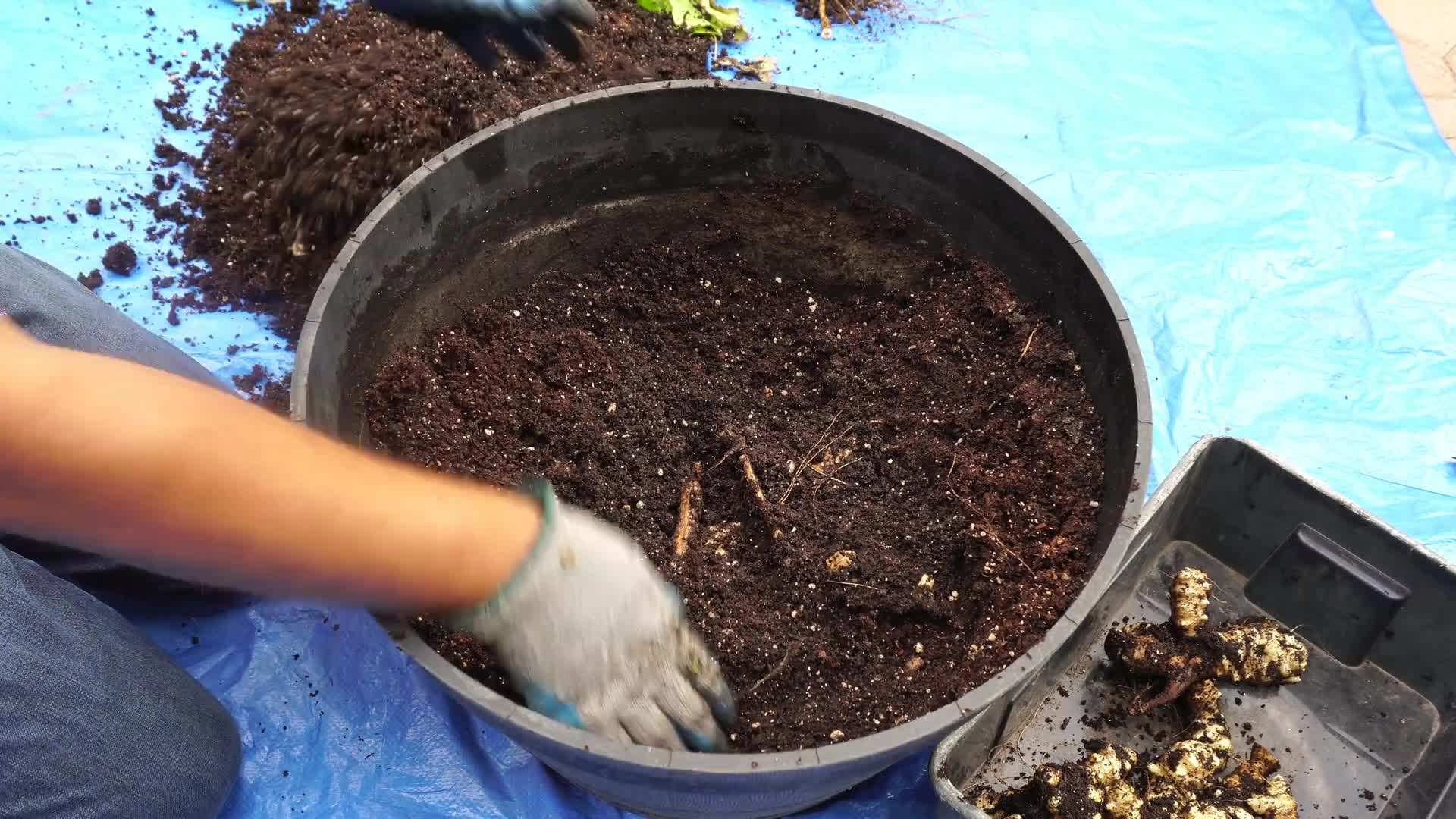 Planting Sunchokes in Containers and Providing Support