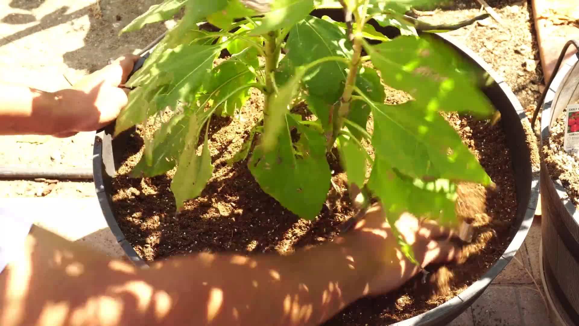 Preparing the Soil for Growing Sunchokes in Containers