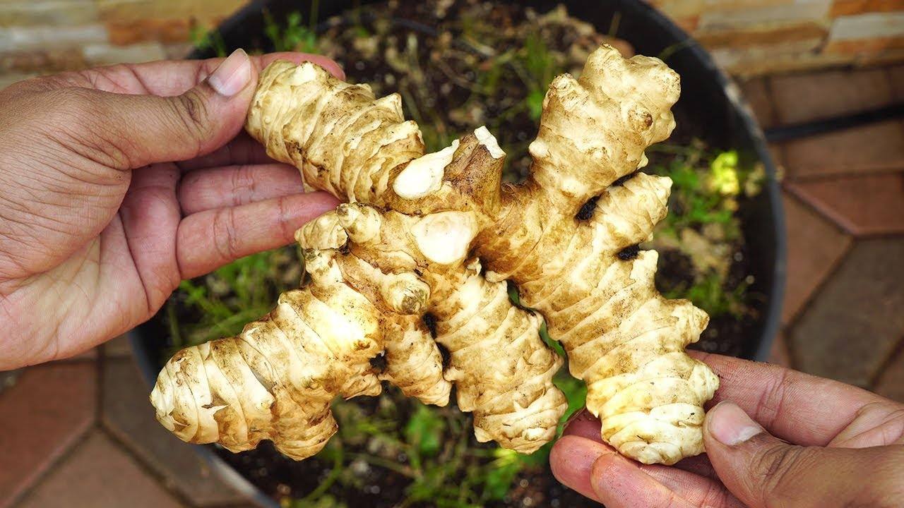 How to Grow Sunchokes in Containers: A Step-by-Step Guide