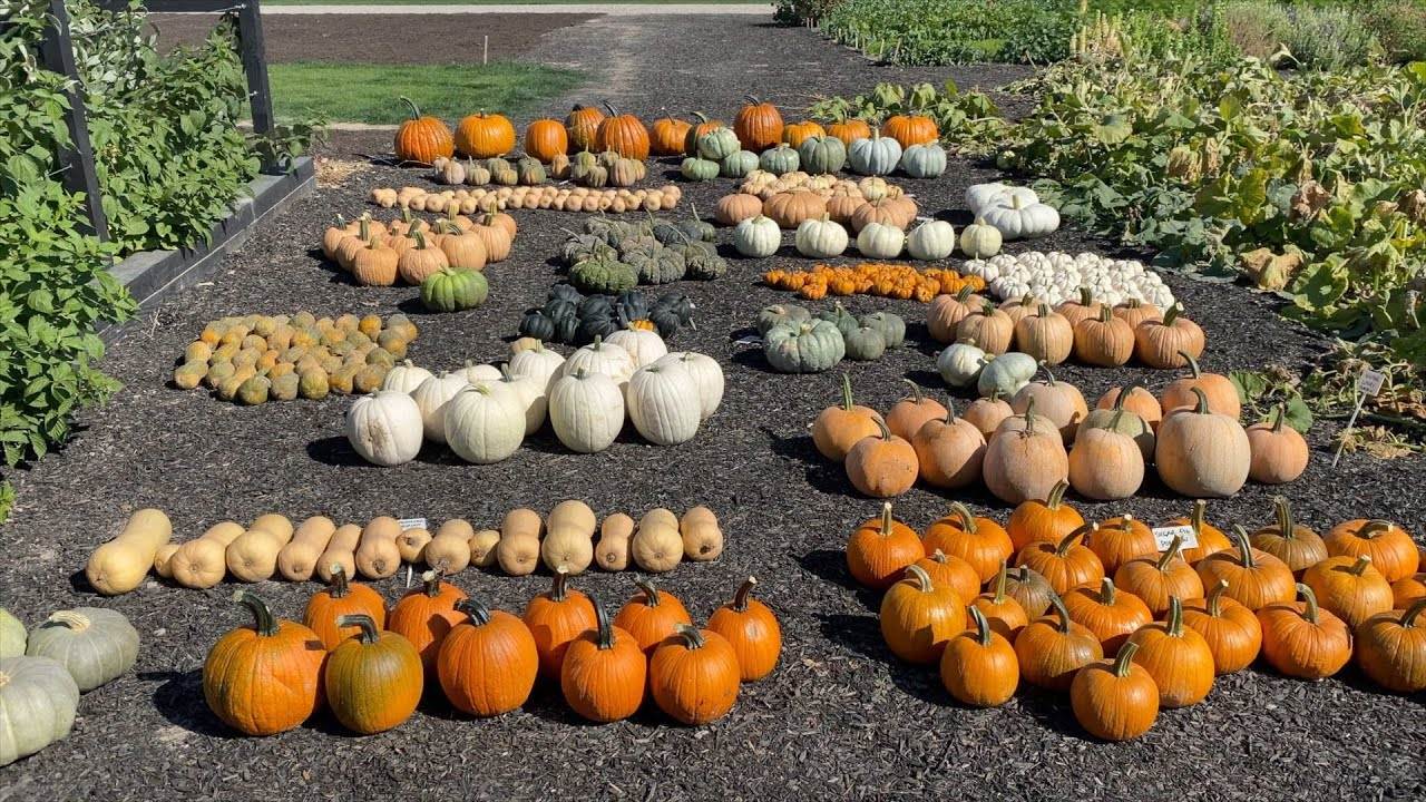 Pumpkin & Squash Harvest: A Complete Guide to Growing and Harvesting Pumpkins and Squash