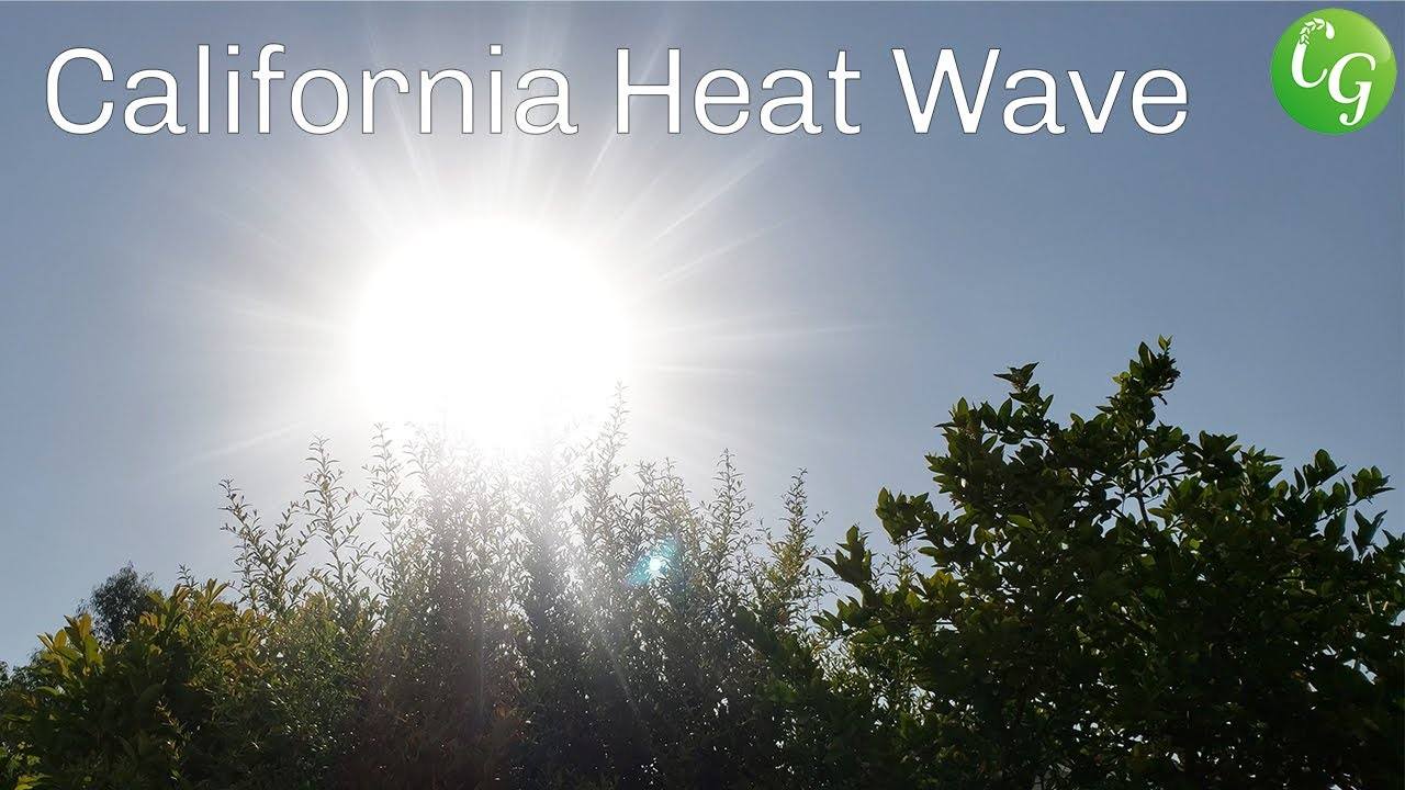 California Heat Wave - How To Protect Your Garden Plants From Heat
