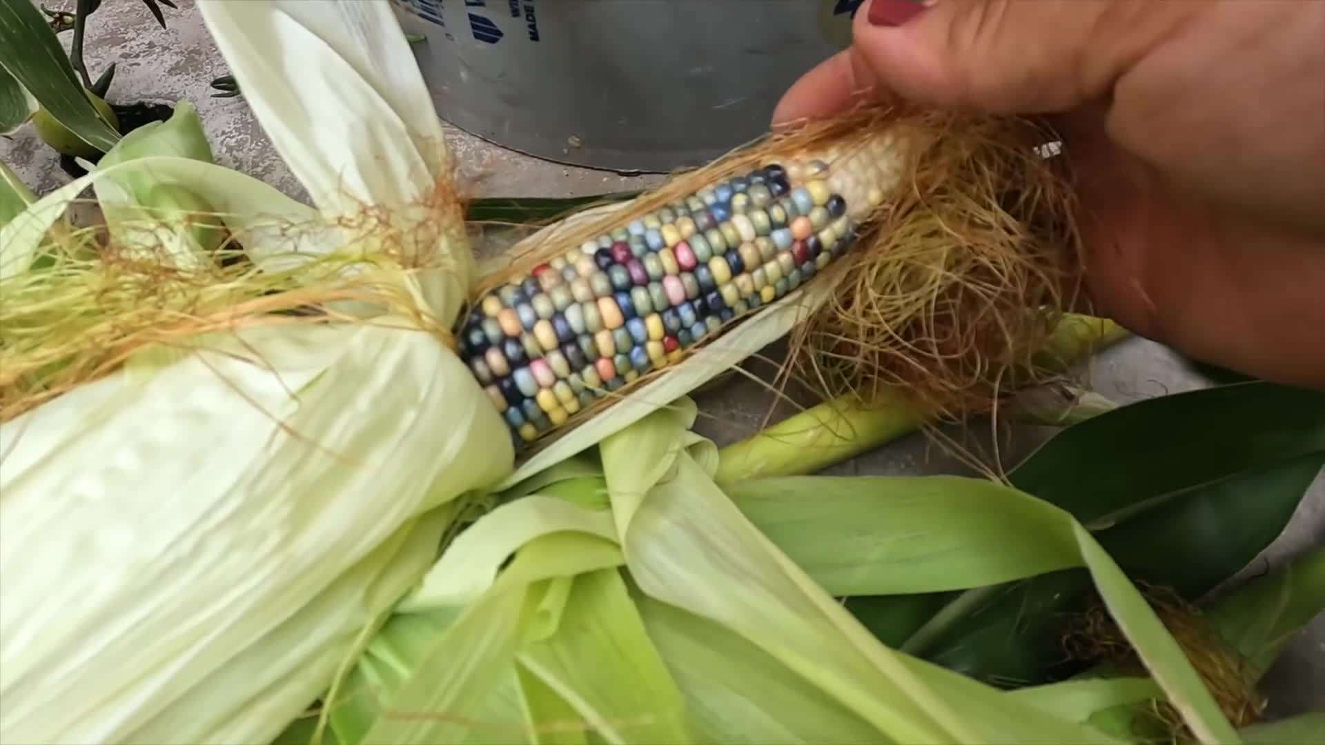 Close-up of a vibrant dahlia bloom
