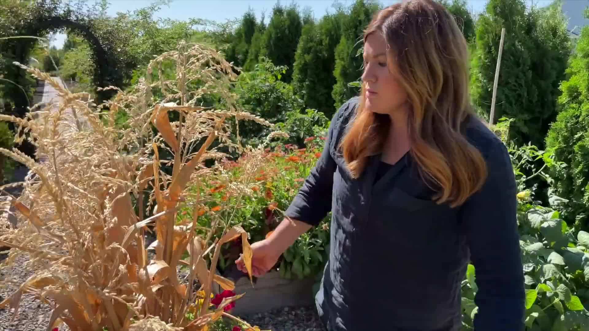 Illustration of watering fall containers