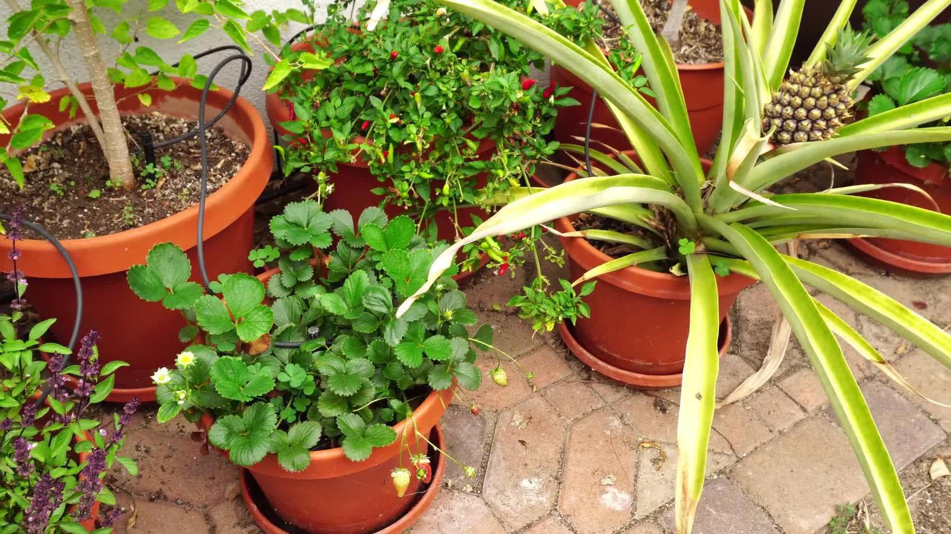 Vibrant Tomatoes Ready for Harvest