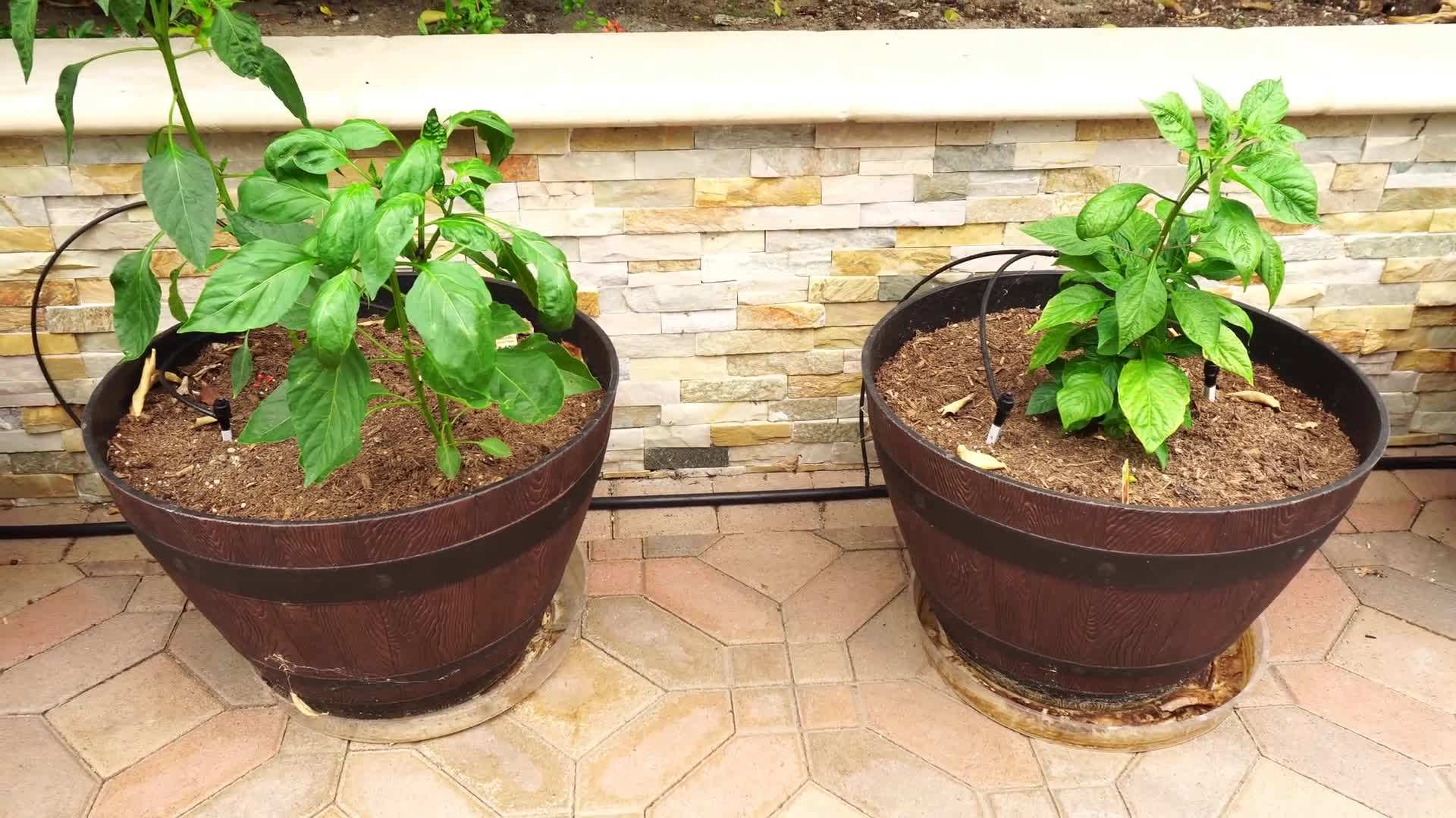 Luscious Watermelons Ripening on the Vine